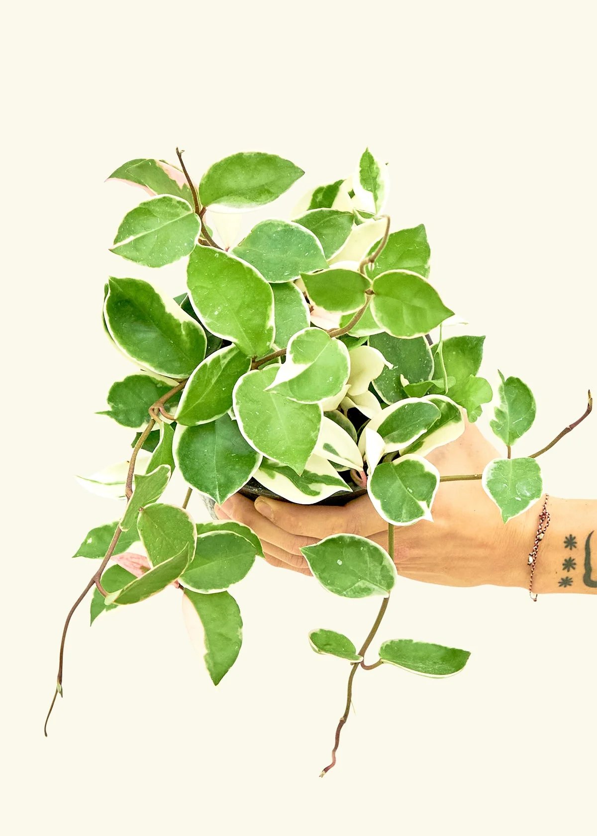 Hoya Krimson Queen - Image 8