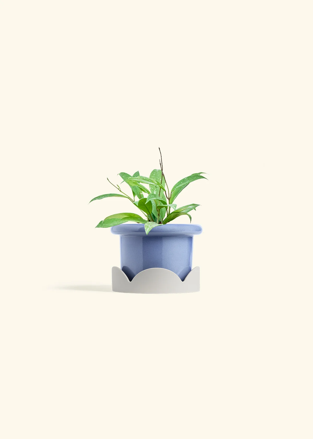Hoya 'Silver Splash' - Image 10