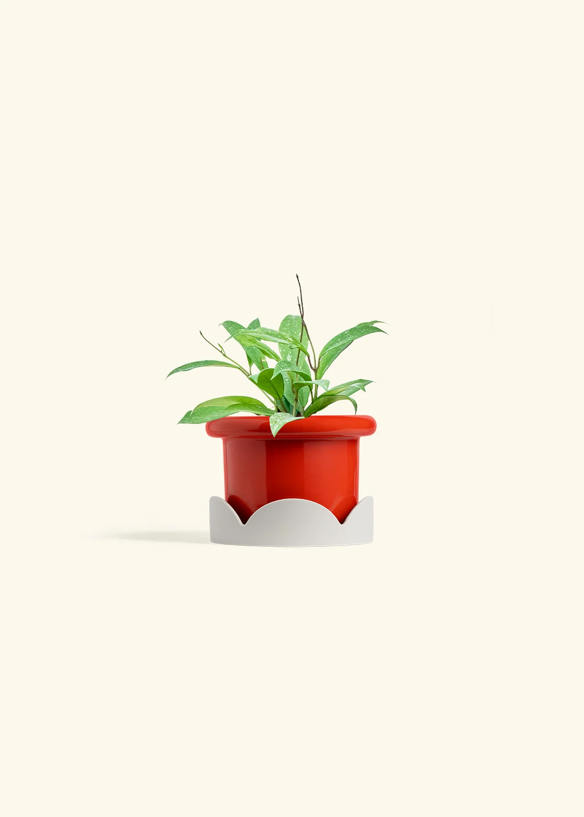 Hoya 'Silver Splash' - Image 14