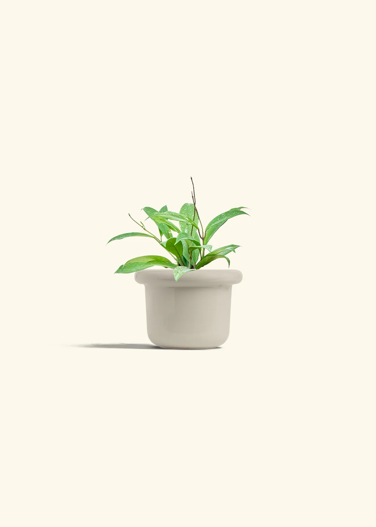 Hoya 'Silver Splash' - Image 16