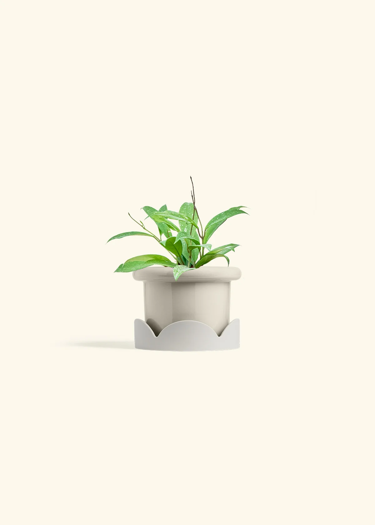 Hoya 'Silver Splash' - Image 18