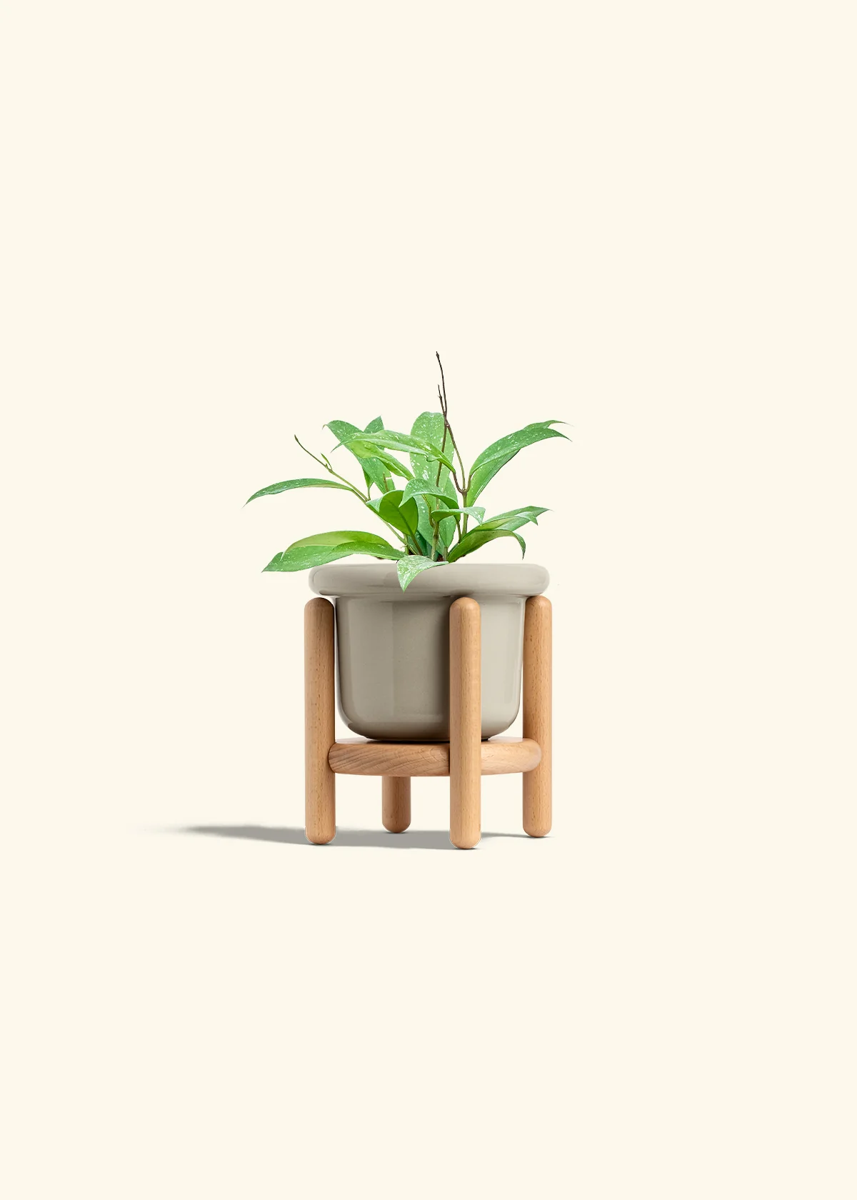 Hoya 'Silver Splash' - Image 19
