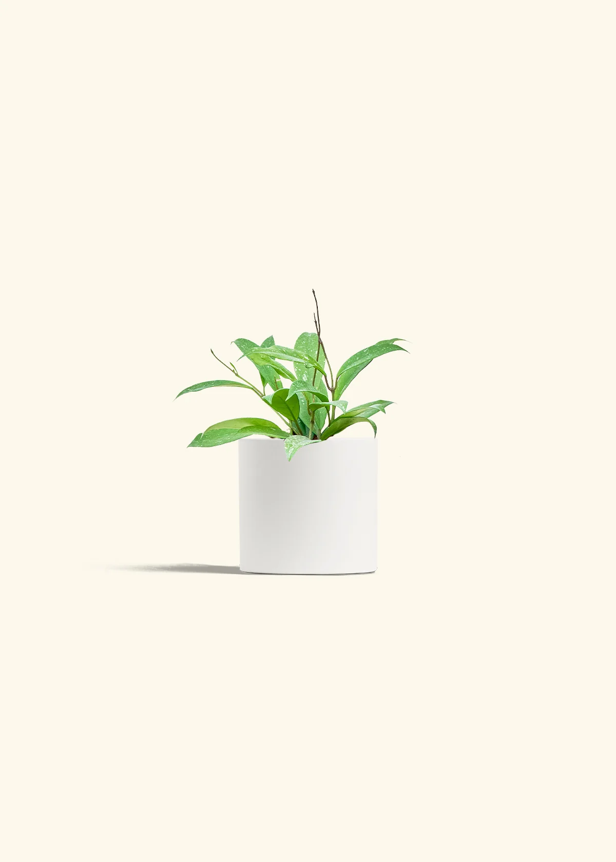 Hoya 'Silver Splash' - Image 20