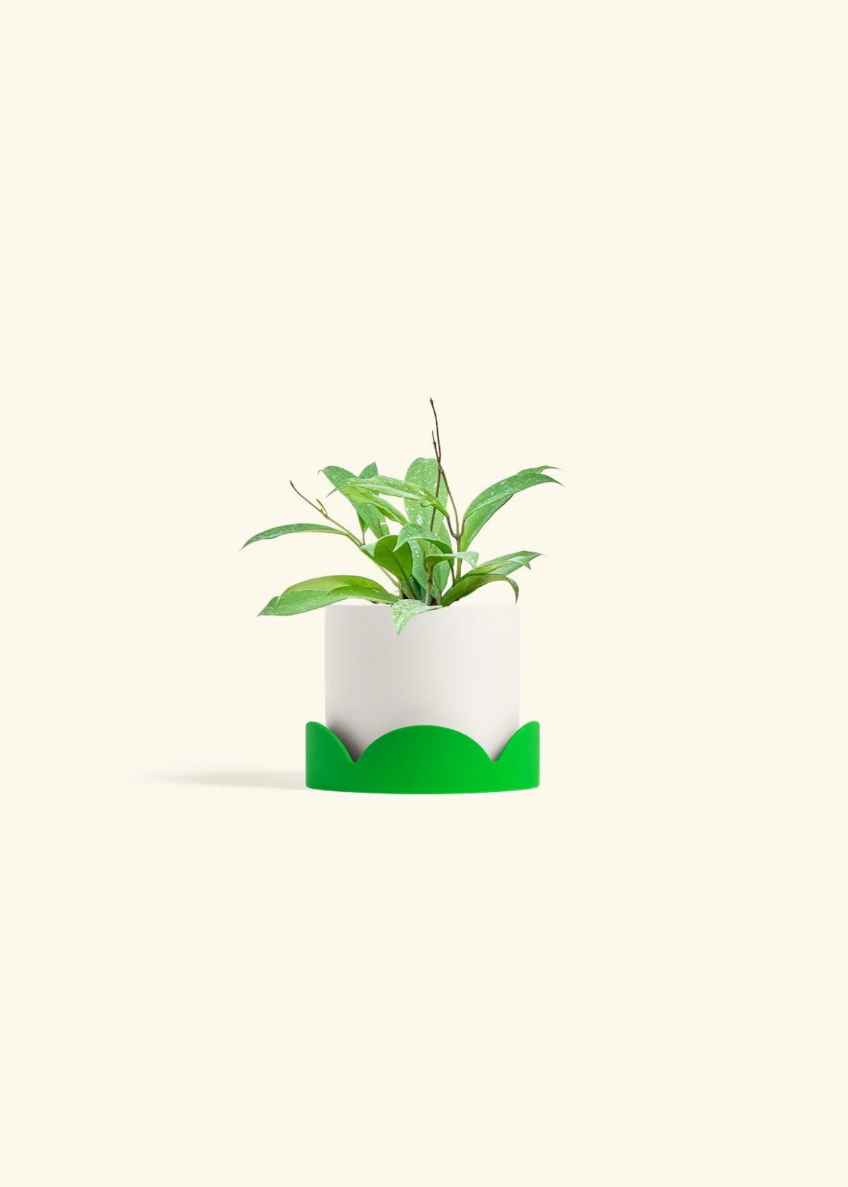 Hoya 'Silver Splash' - Image 21