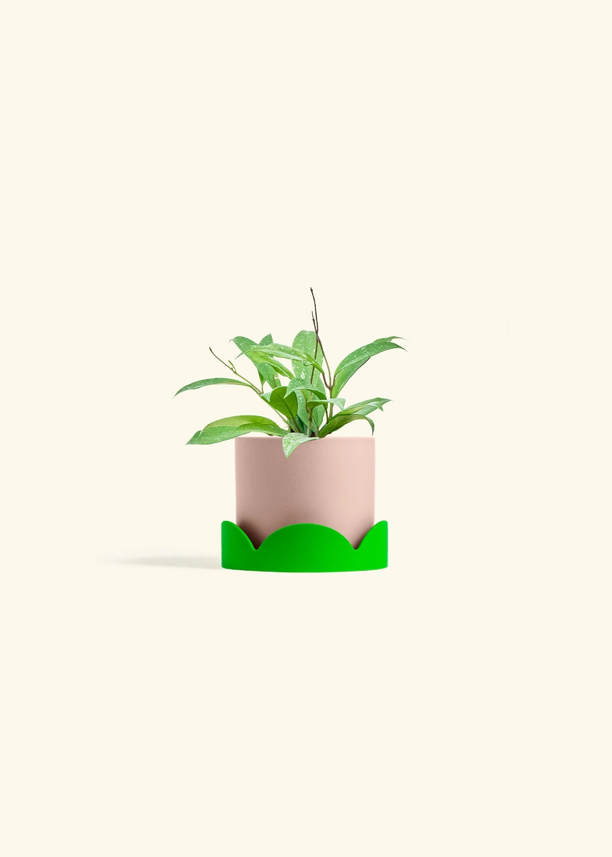 Hoya 'Silver Splash' - Image 25