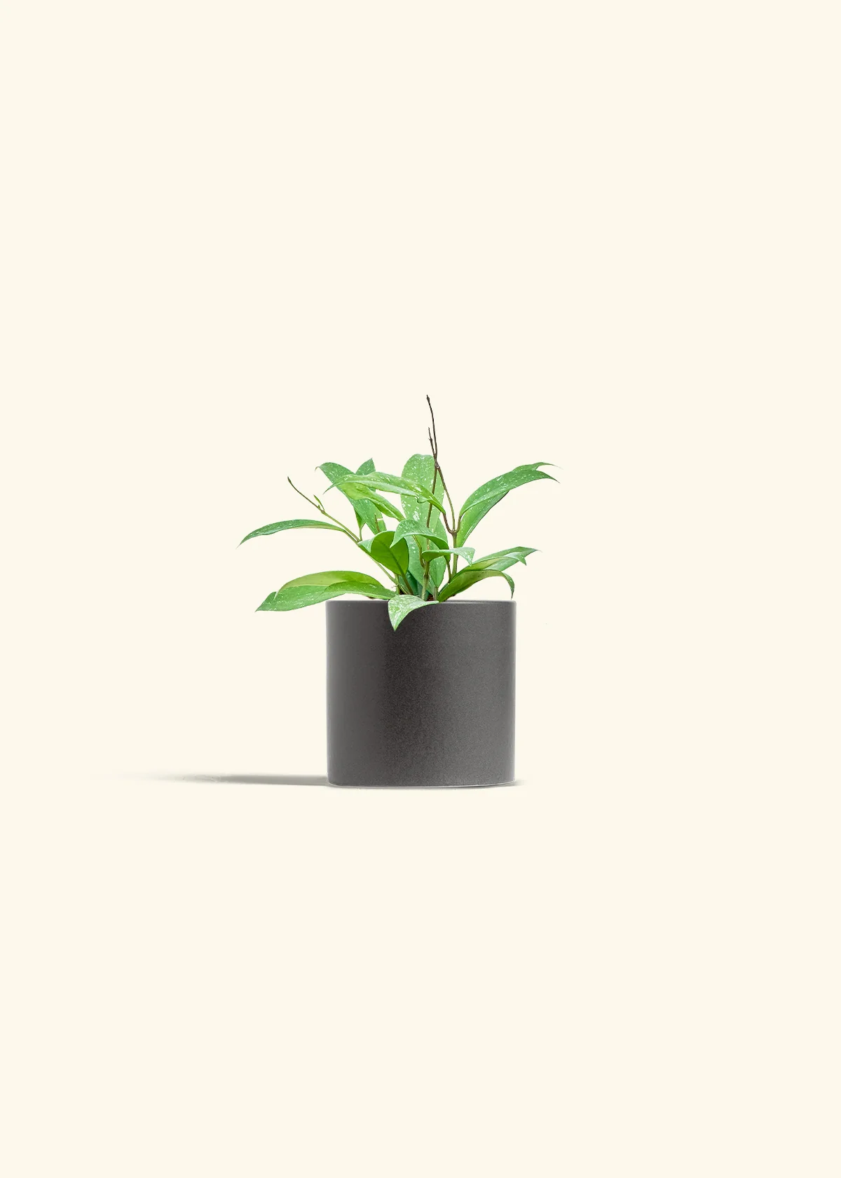 Hoya 'Silver Splash' - Image 28
