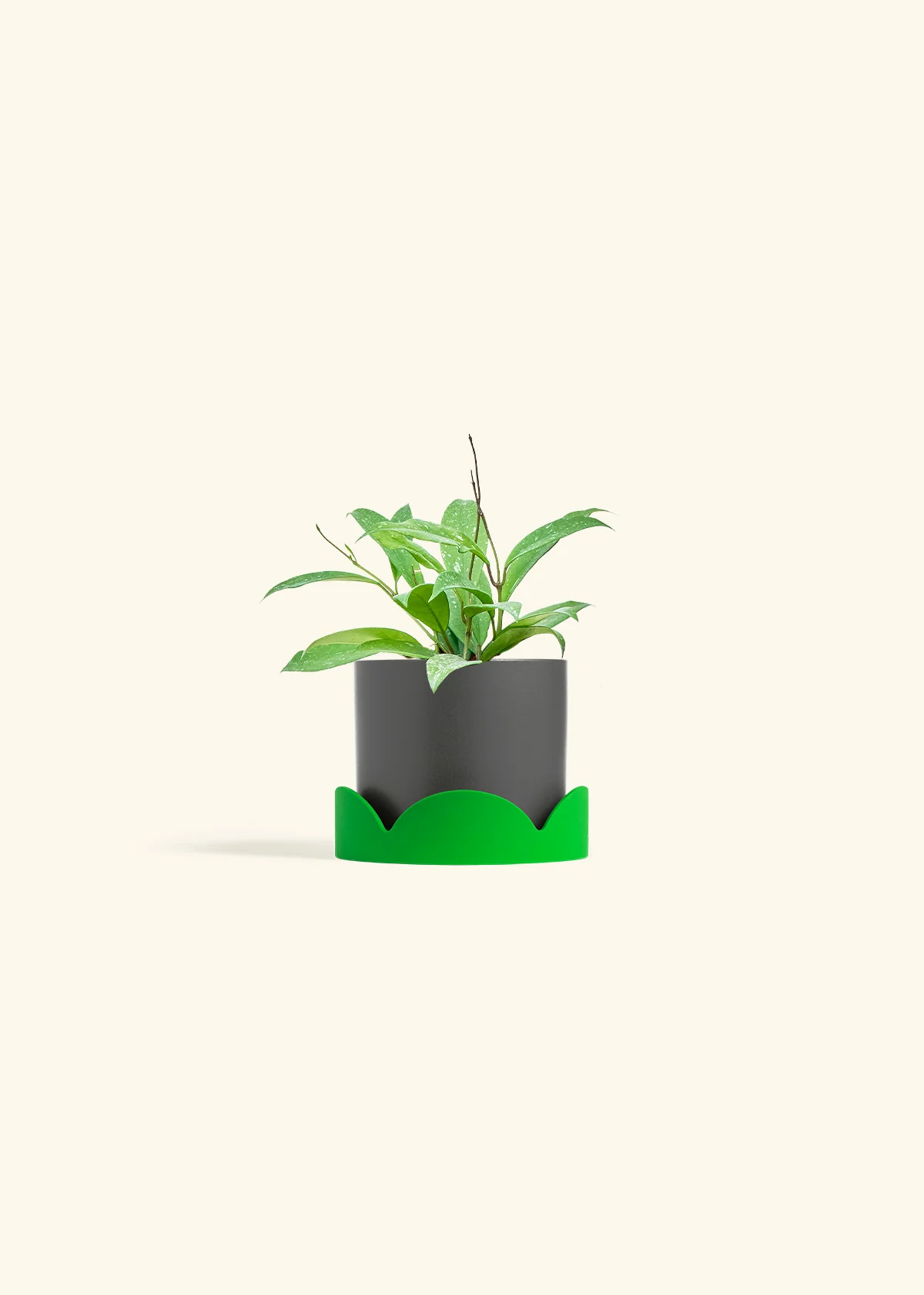Hoya 'Silver Splash' - Image 29