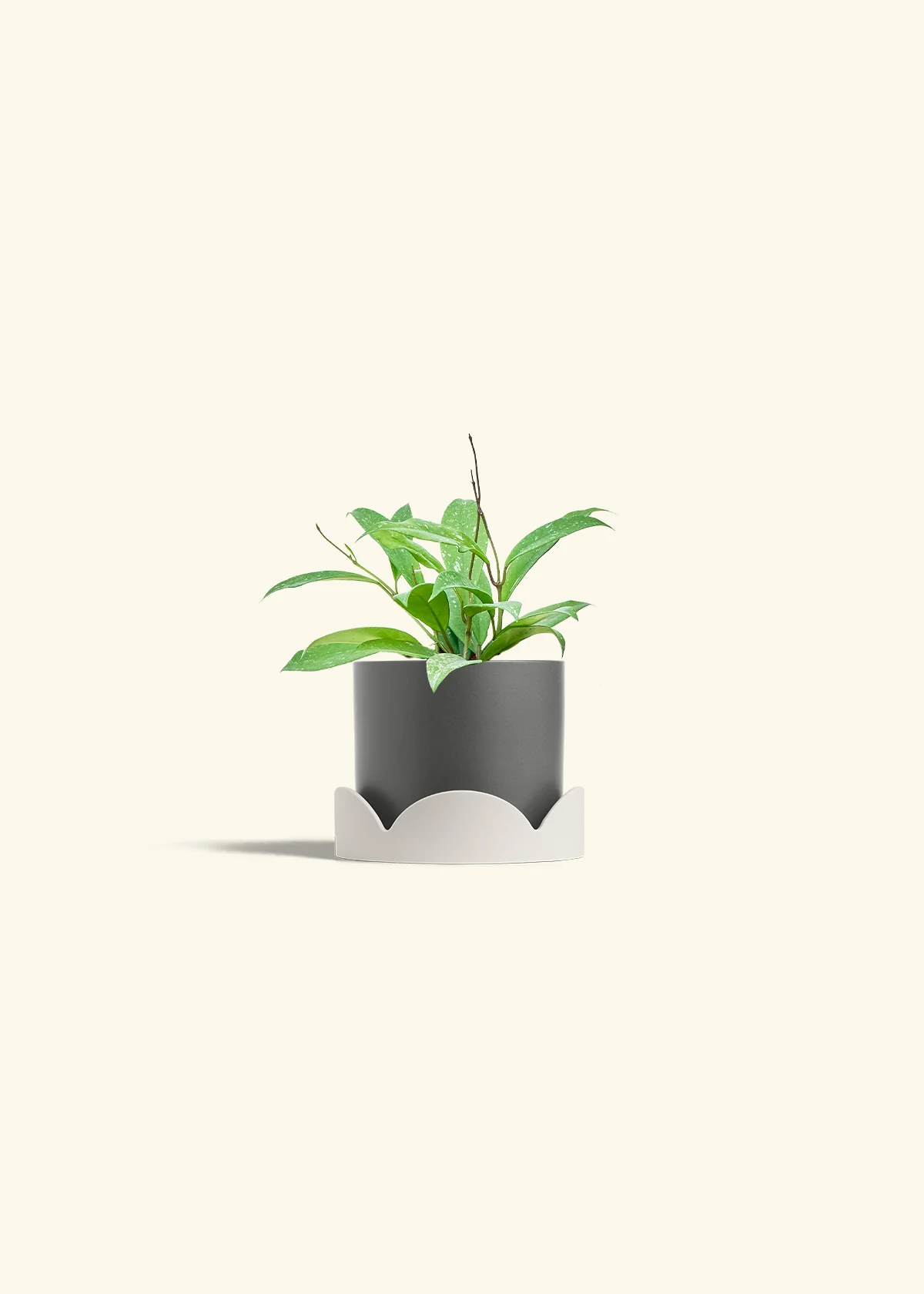 Hoya 'Silver Splash' - Image 30