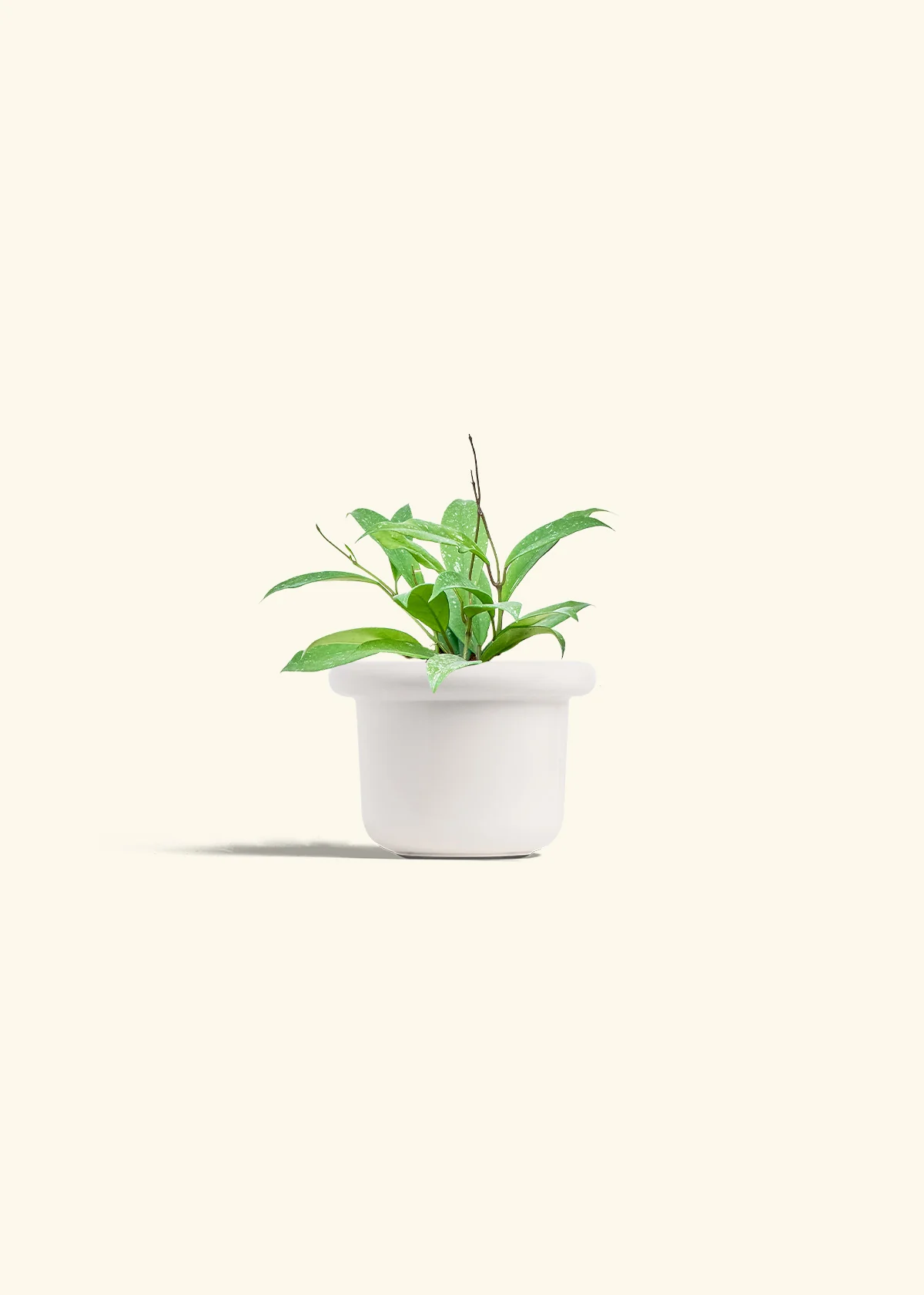 Hoya 'Silver Splash' - Image 4