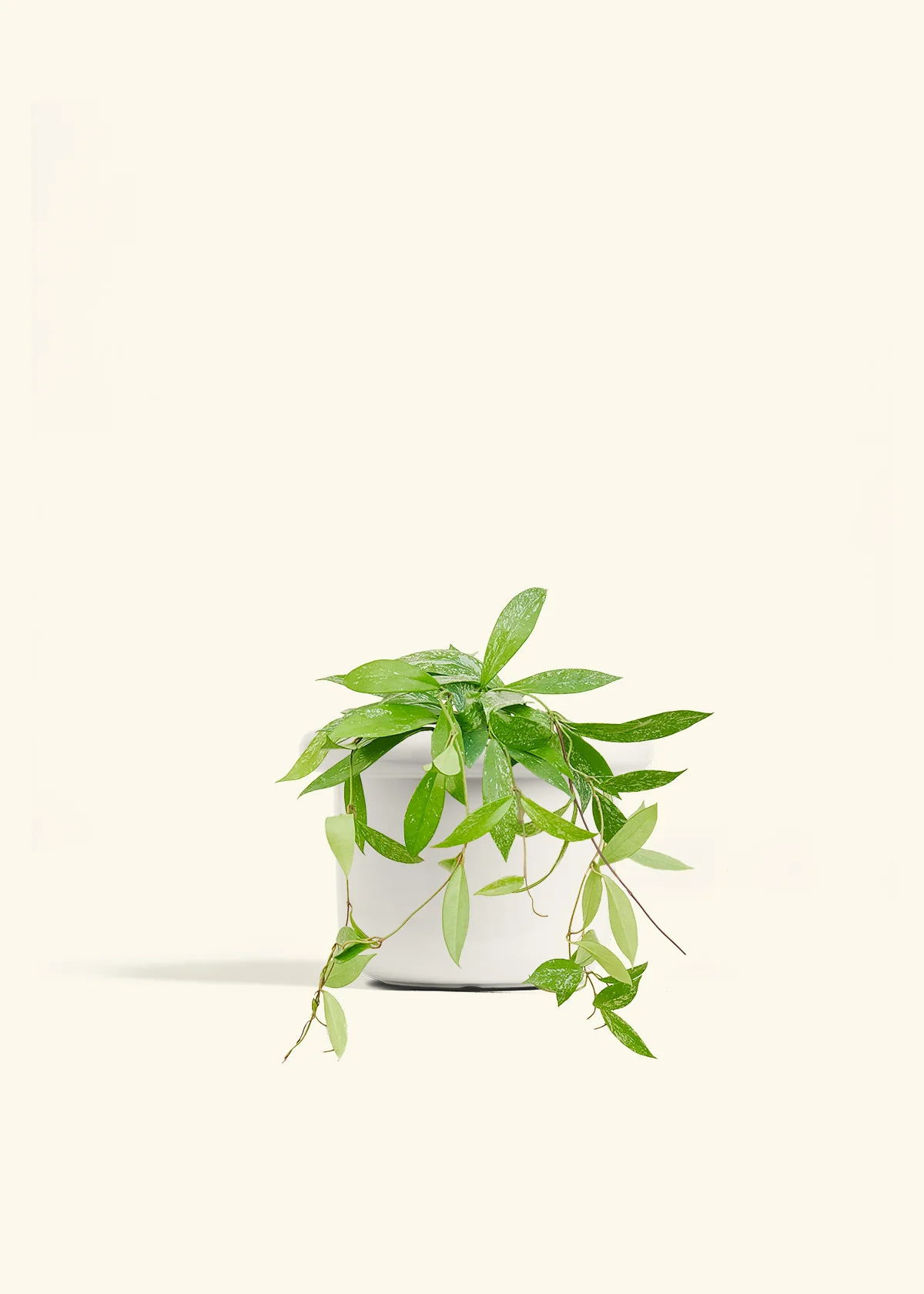 Hoya 'Silver Splash' - Image 41