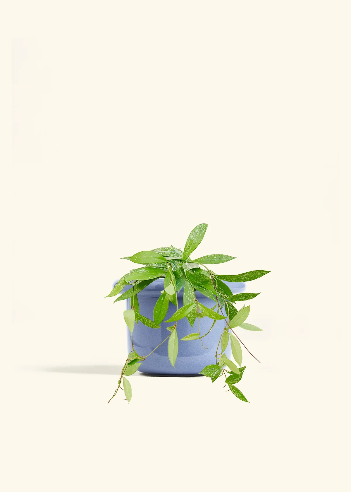 Hoya 'Silver Splash' - Image 45