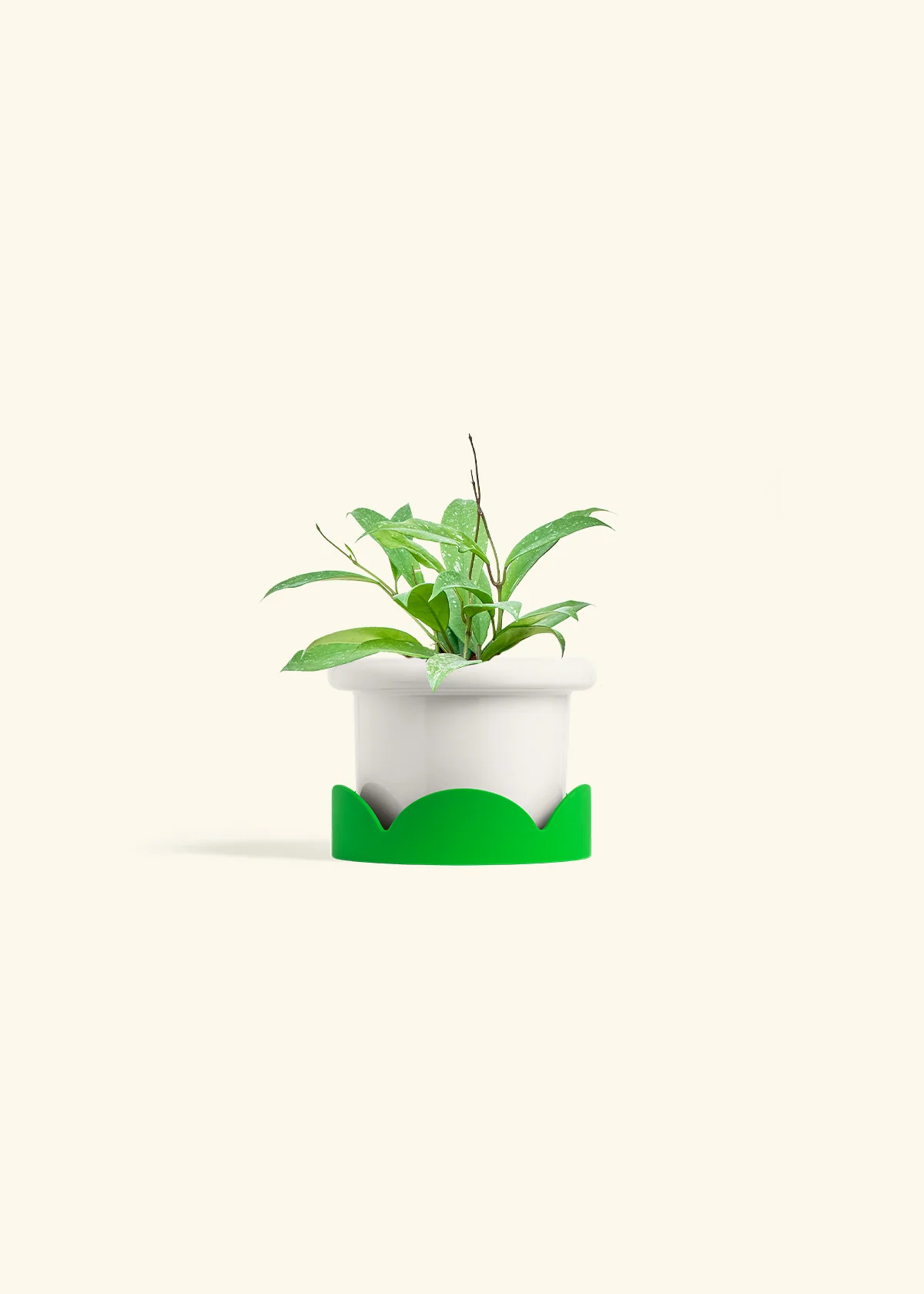 Hoya 'Silver Splash' - Image 5