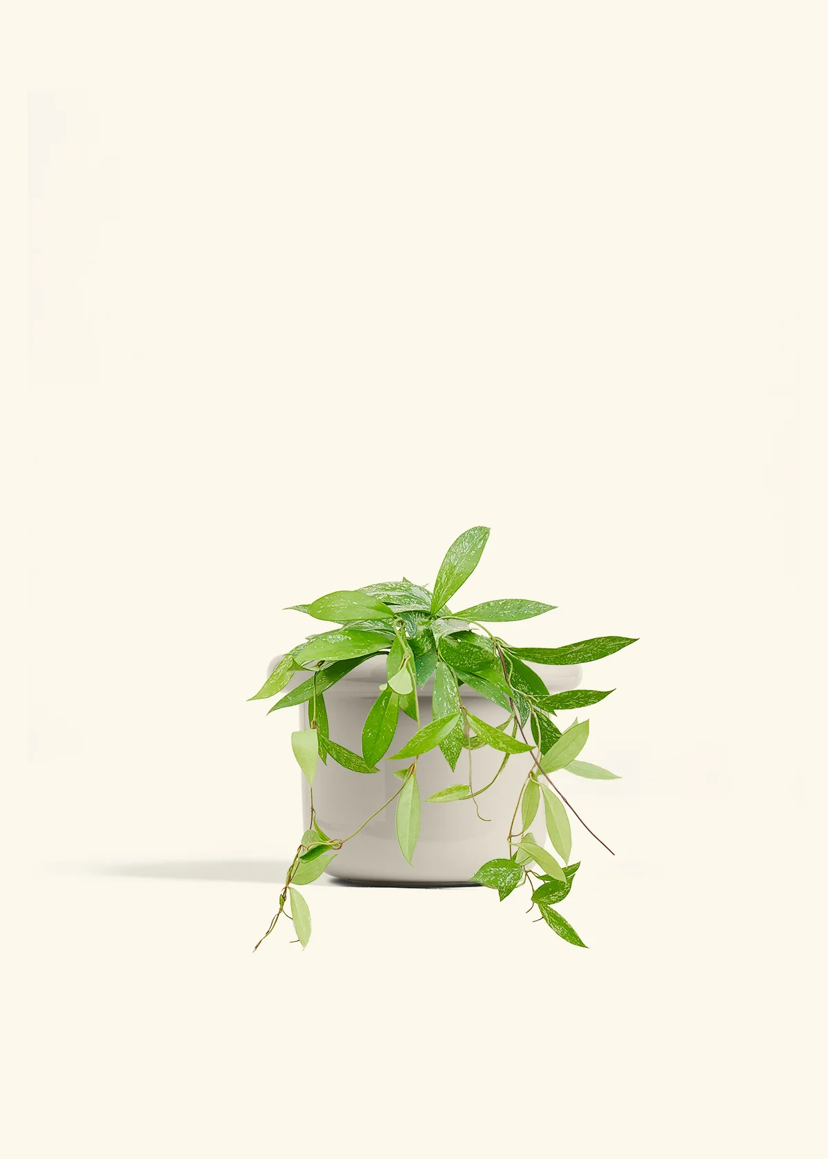 Hoya 'Silver Splash' - Image 53