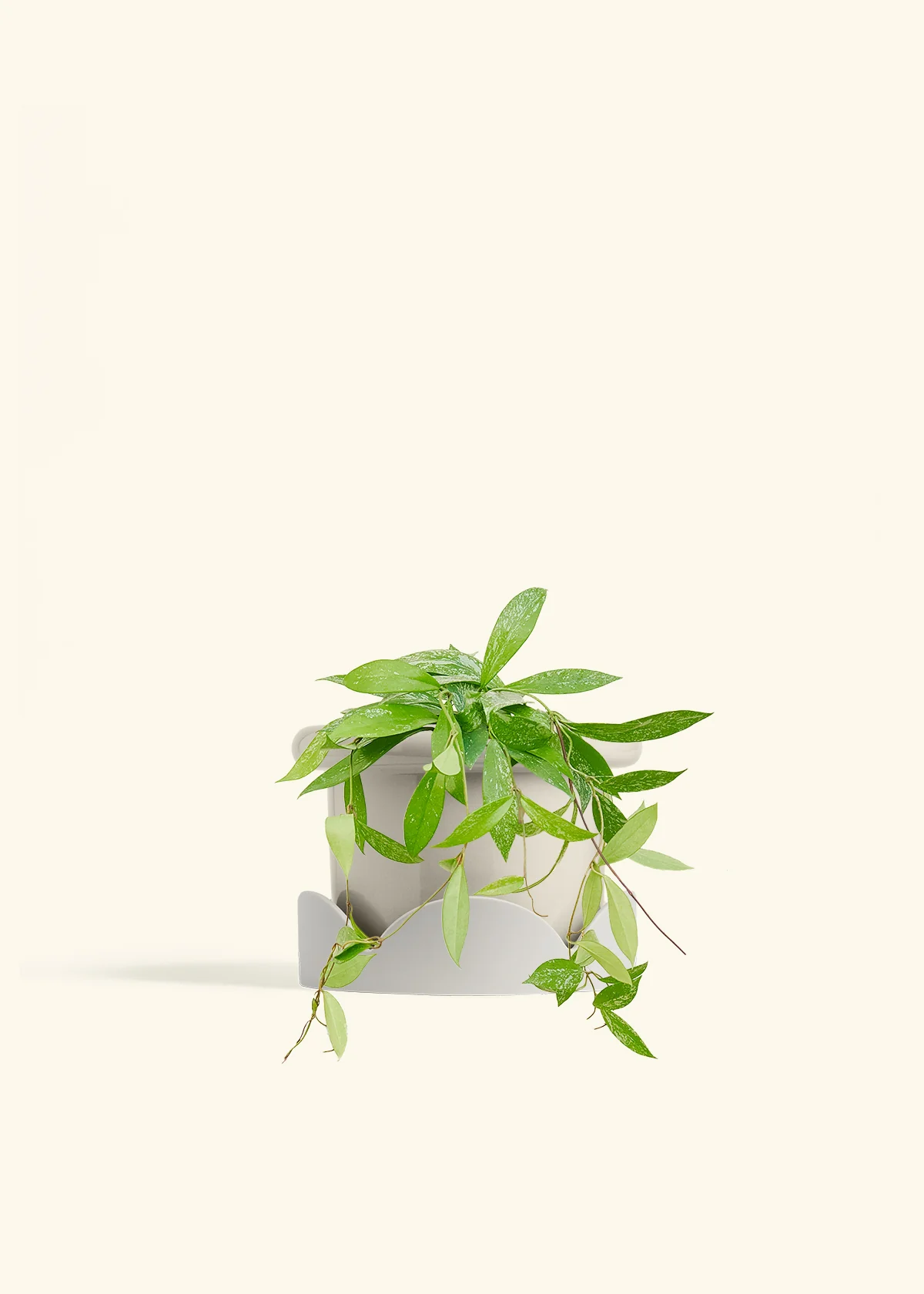 Hoya 'Silver Splash' - Image 55