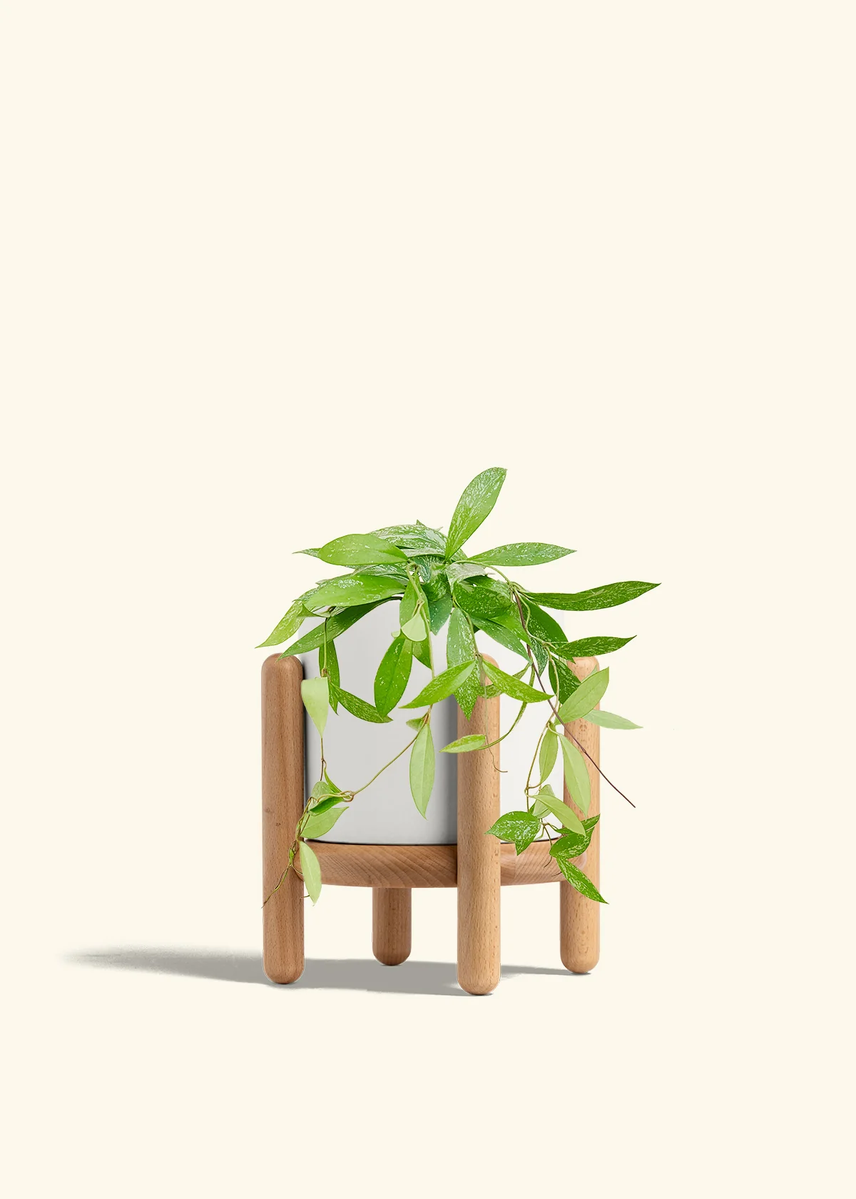Hoya 'Silver Splash' - Image 59