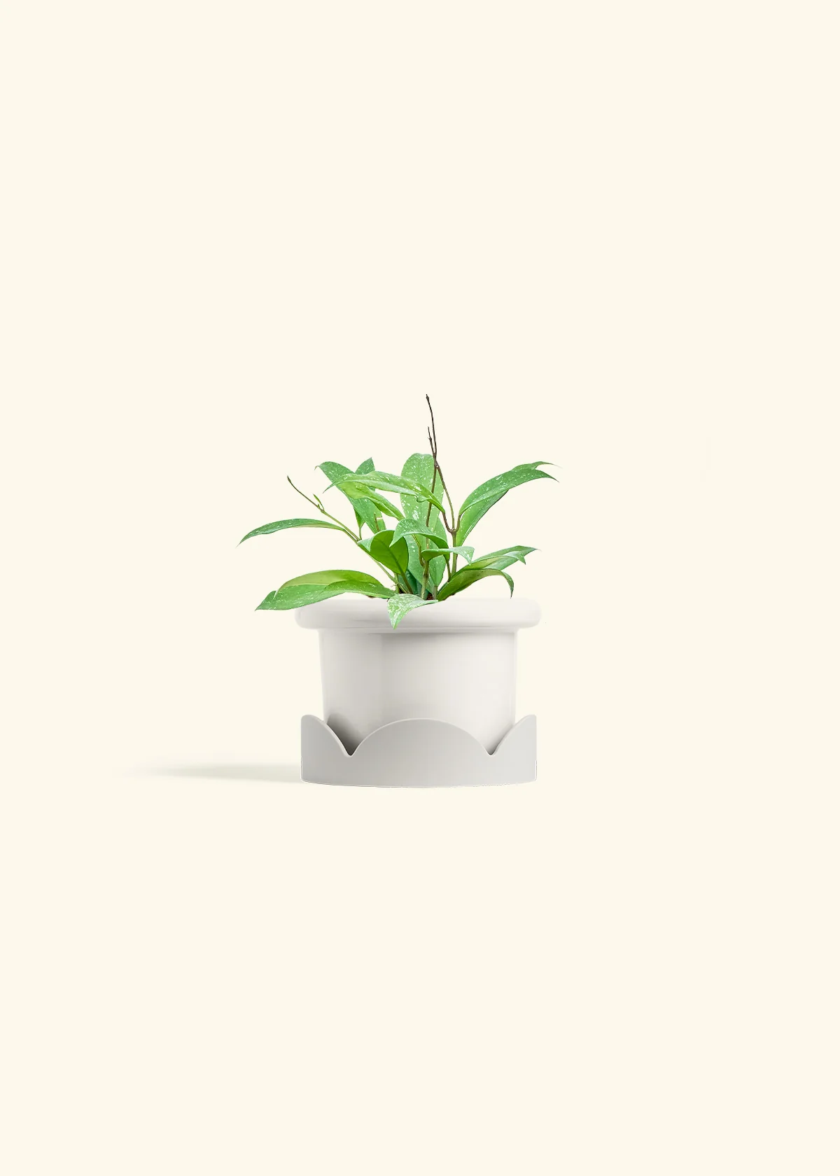 Hoya 'Silver Splash' - Image 6