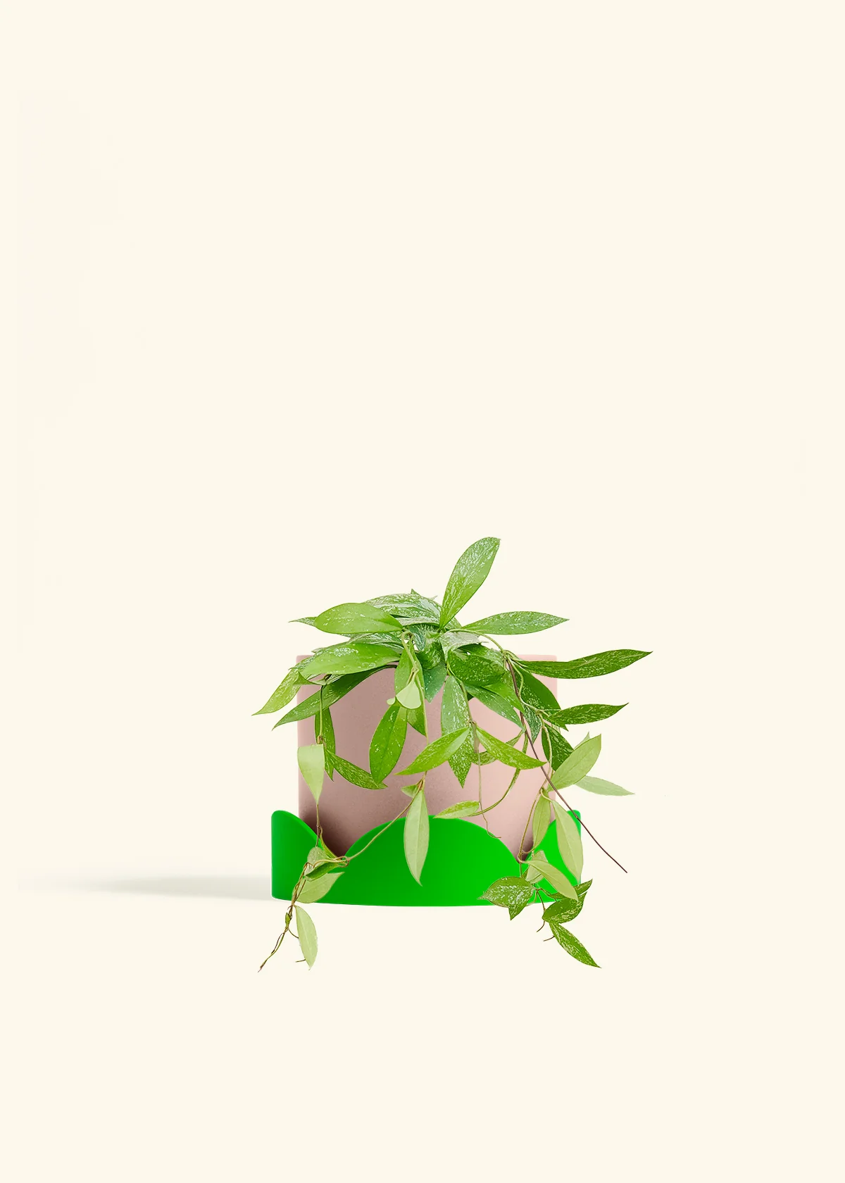 Hoya 'Silver Splash' - Image 60