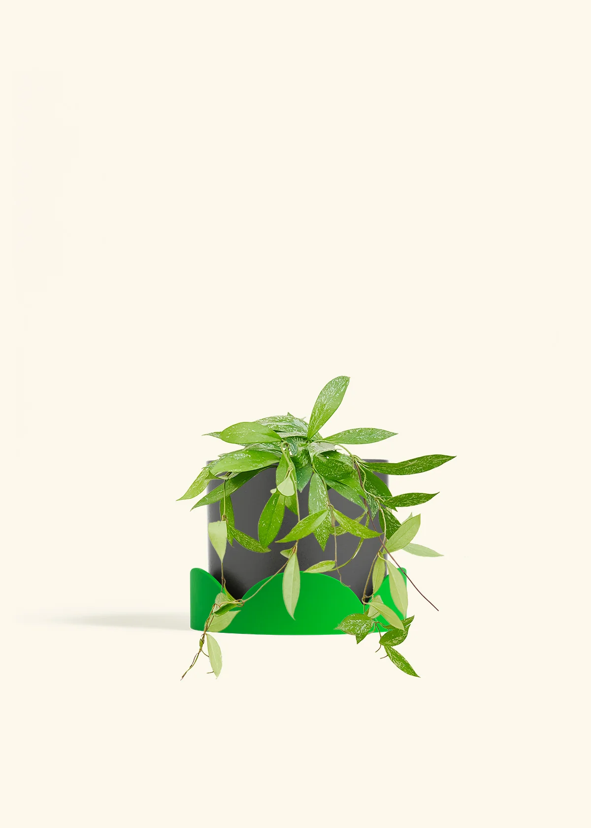 Hoya 'Silver Splash' - Image 63