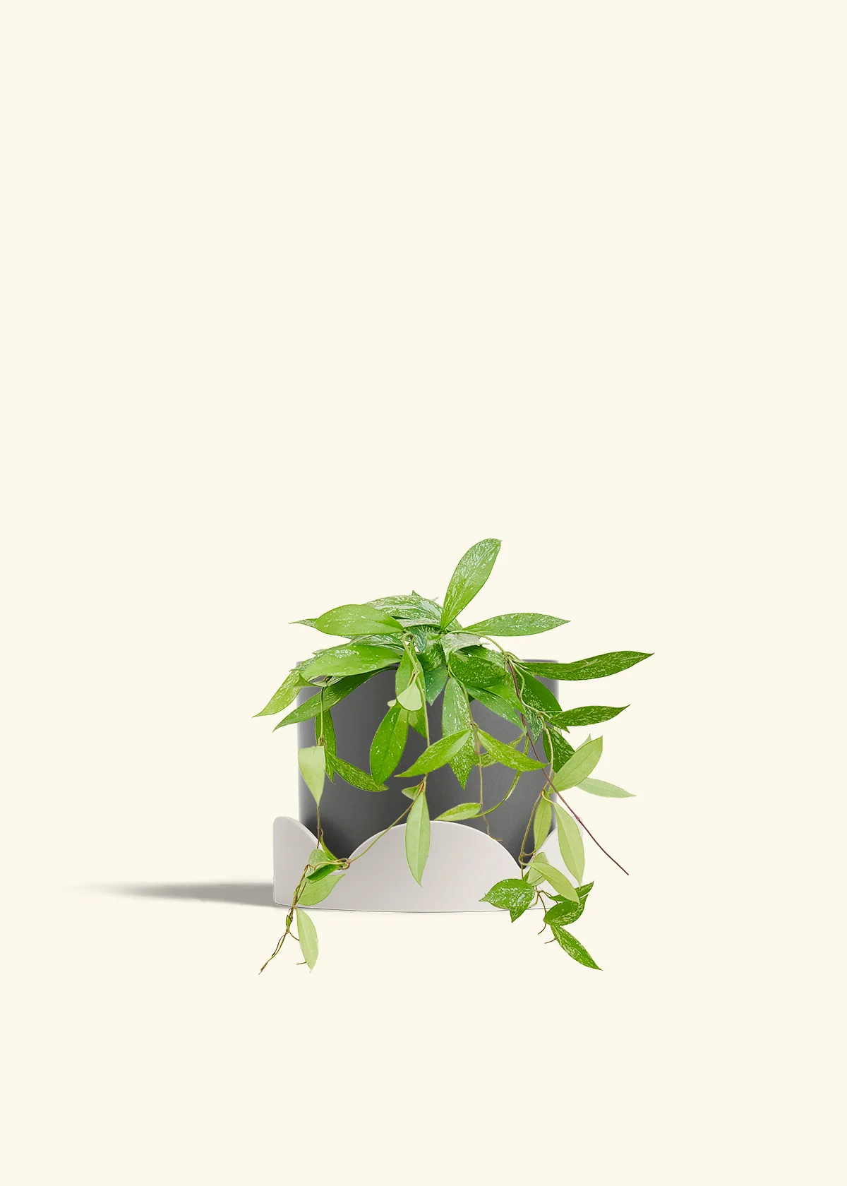 Hoya 'Silver Splash' - Image 64