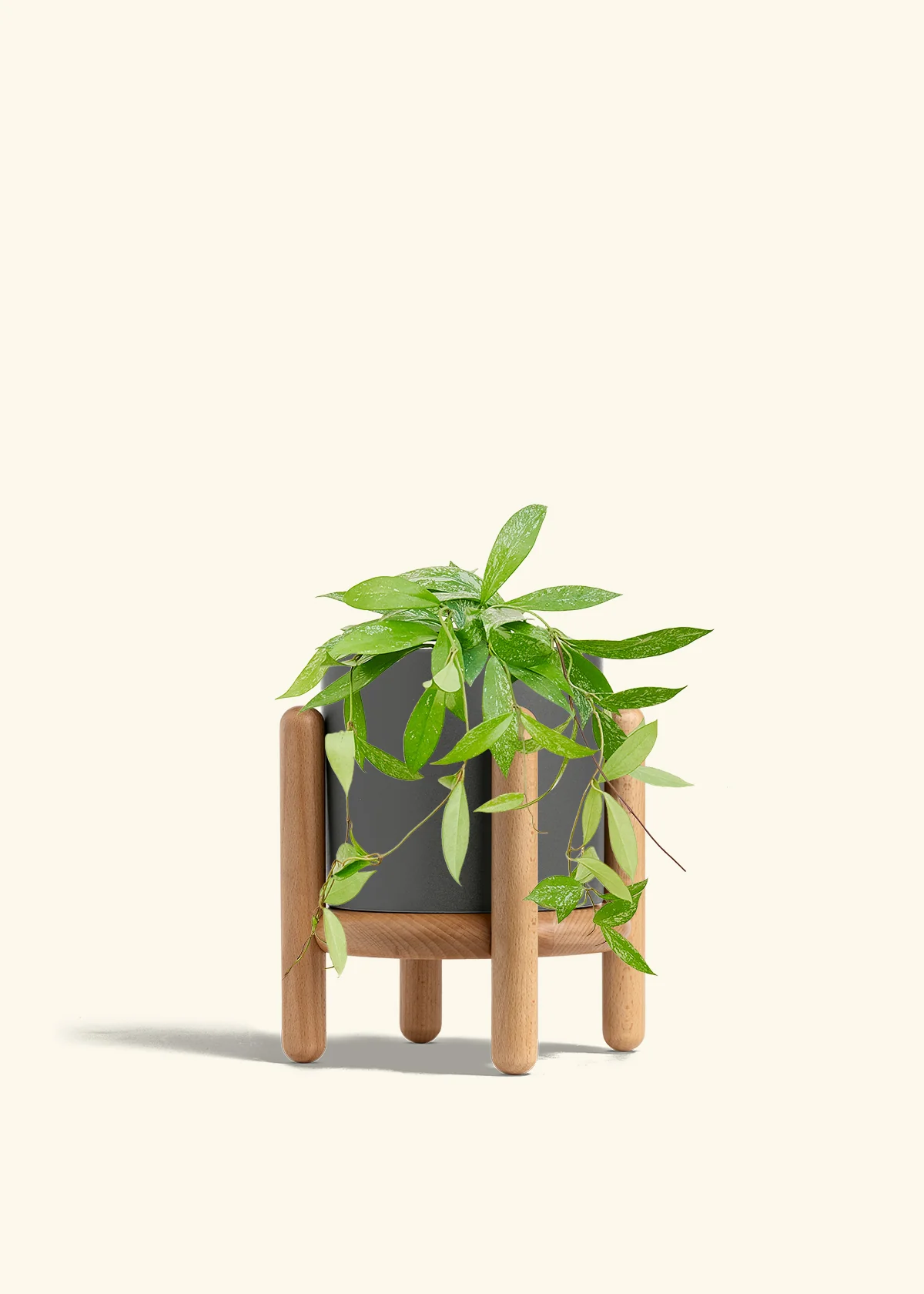 Hoya 'Silver Splash' - Image 65