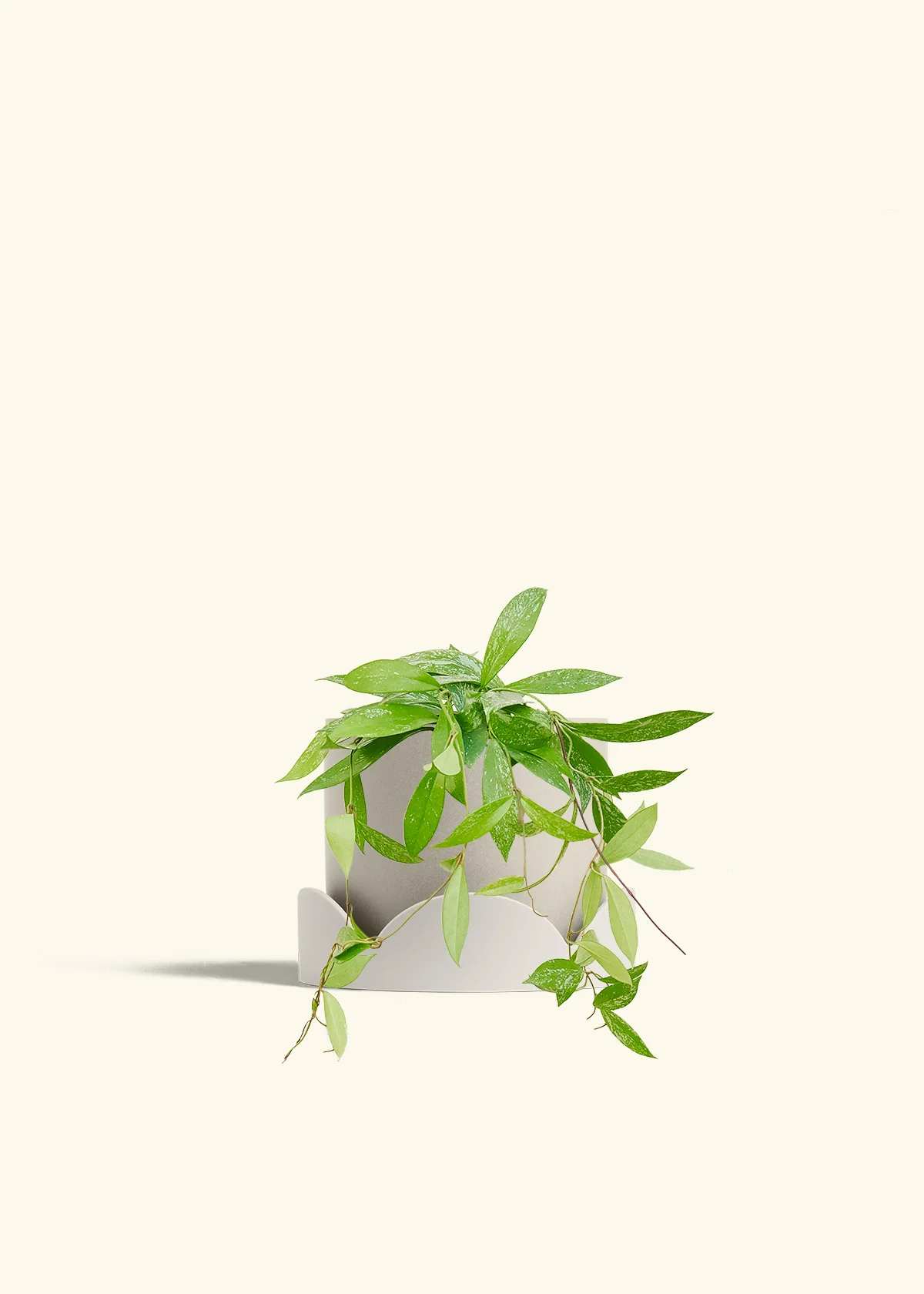 Hoya 'Silver Splash' - Image 67
