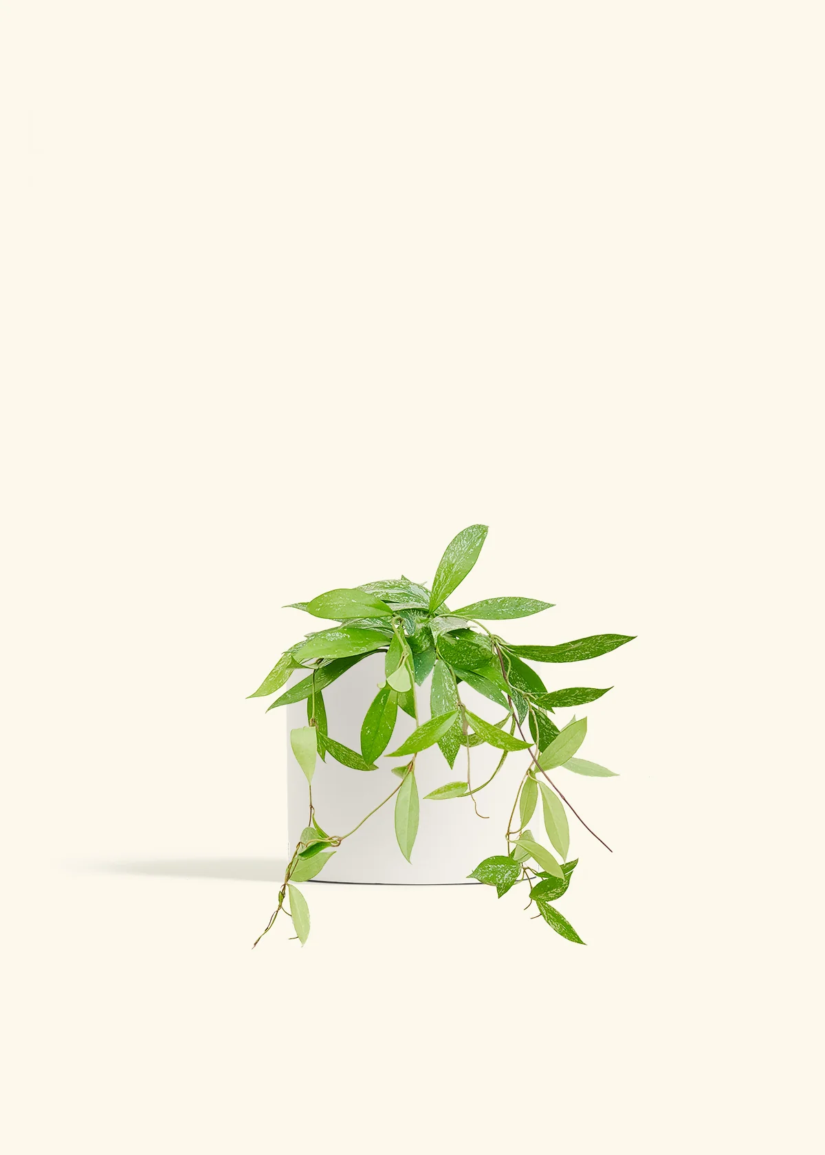 Hoya 'Silver Splash' - Image 70