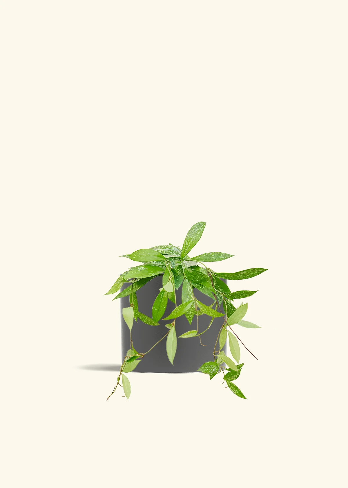 Hoya 'Silver Splash' - Image 72