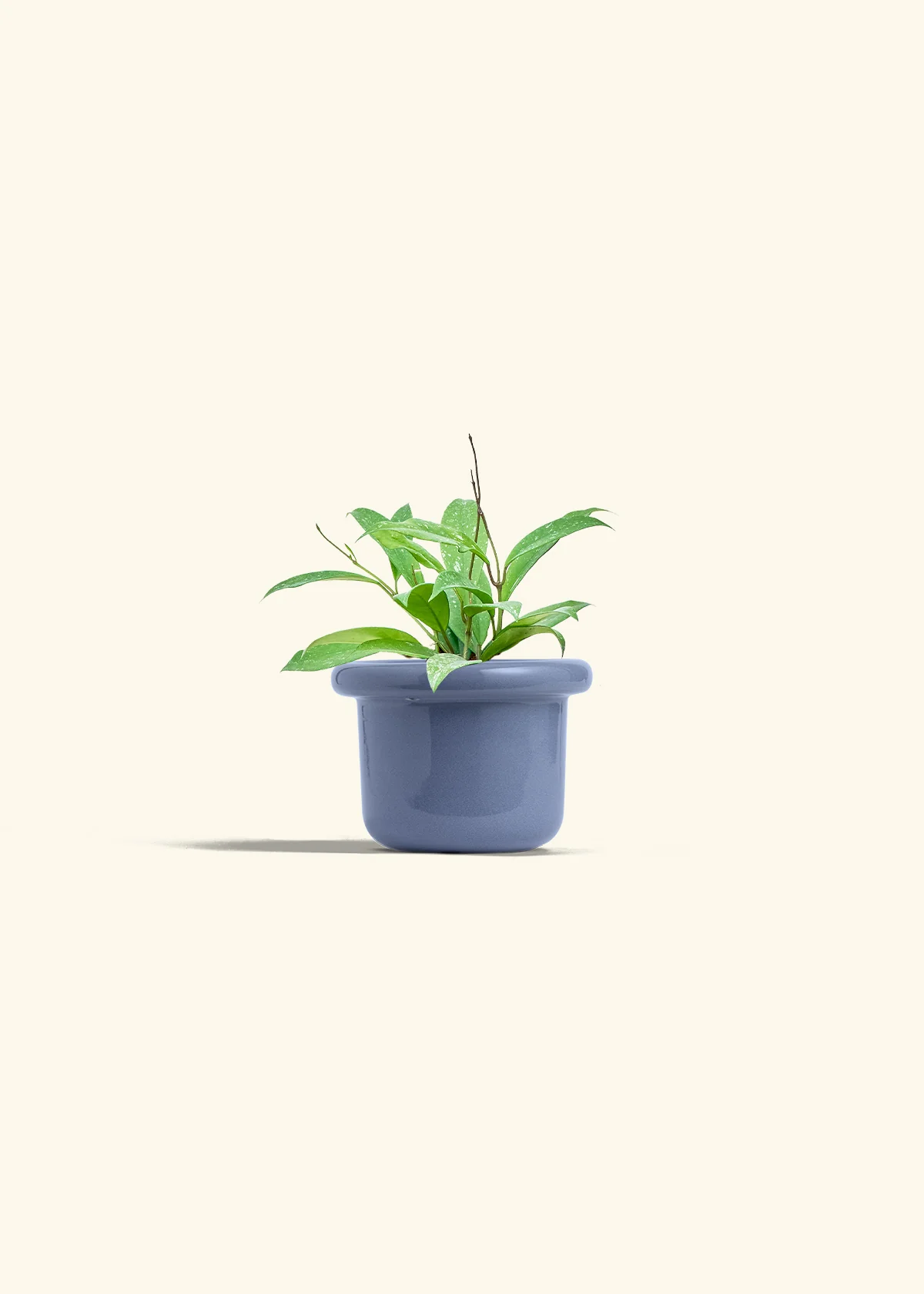 Hoya 'Silver Splash' - Image 8