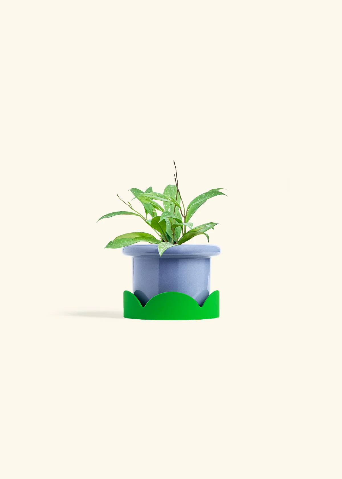 Hoya 'Silver Splash' - Image 9
