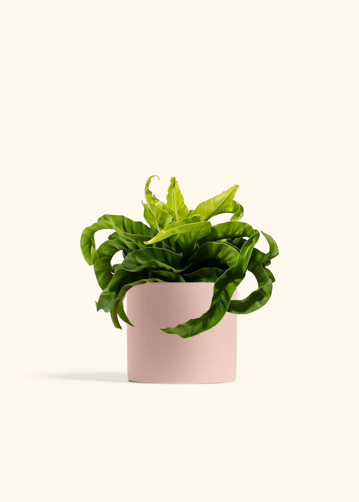 Hurricane Fern - Image 3