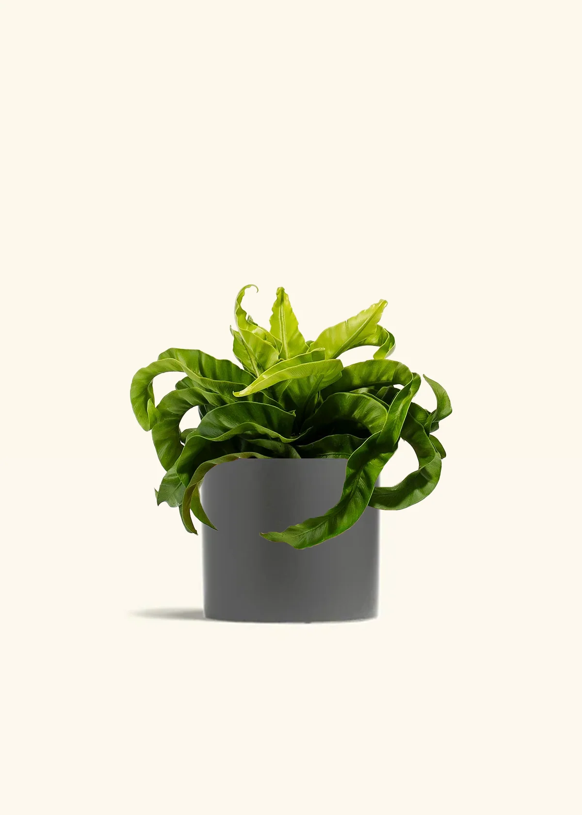 Hurricane Fern - Image 4