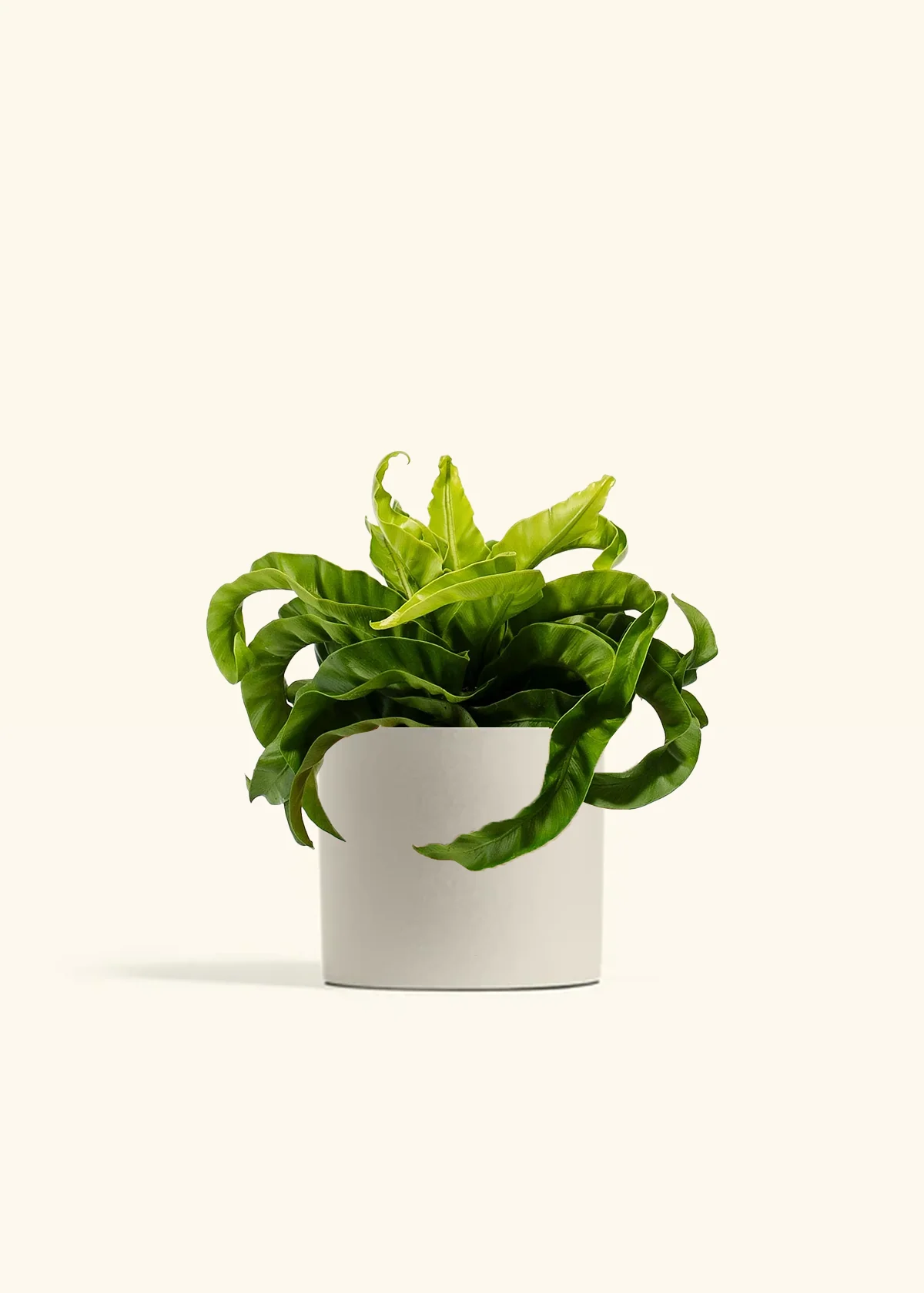 Hurricane Fern - Image 5