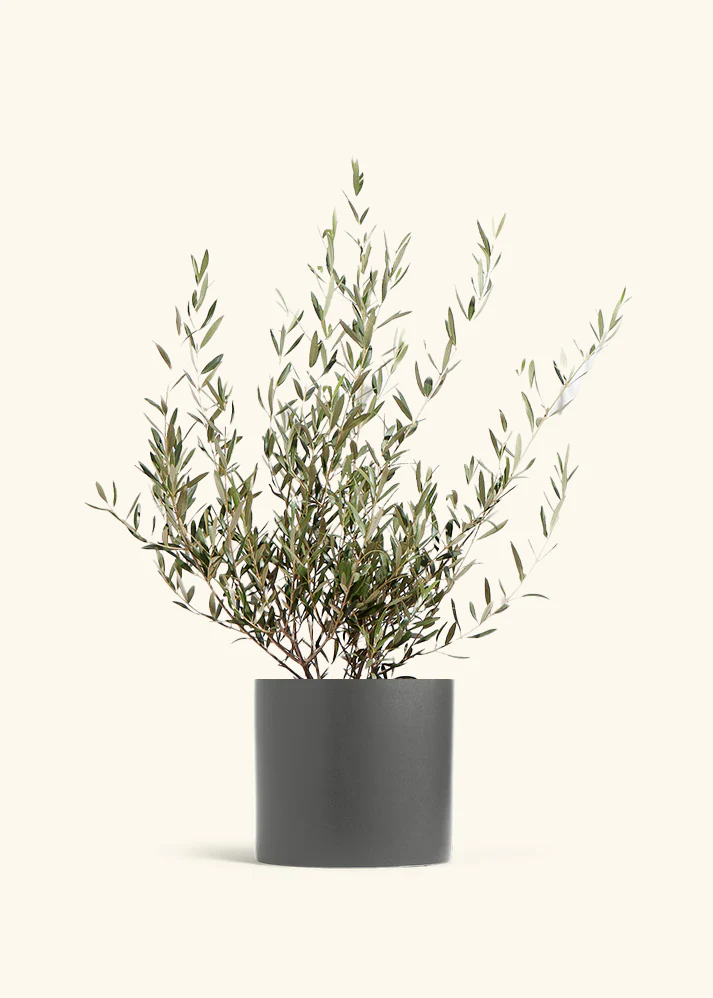 Indoor Olive Tree - Image 10