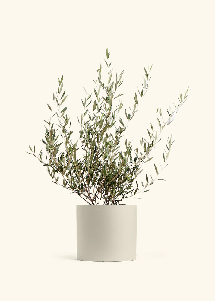 Indoor Olive Tree - Image 11