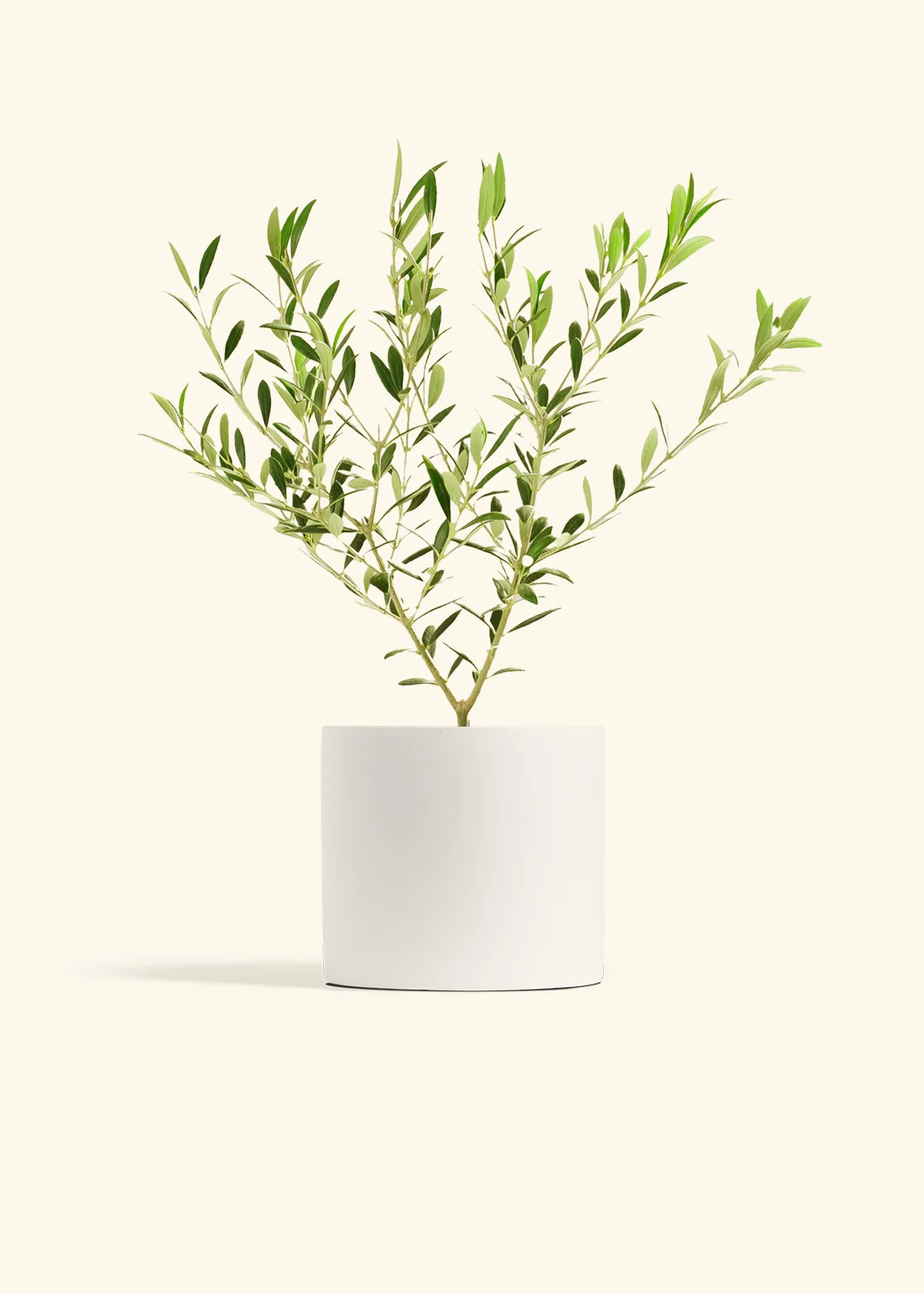 Indoor Olive Tree - Image 3