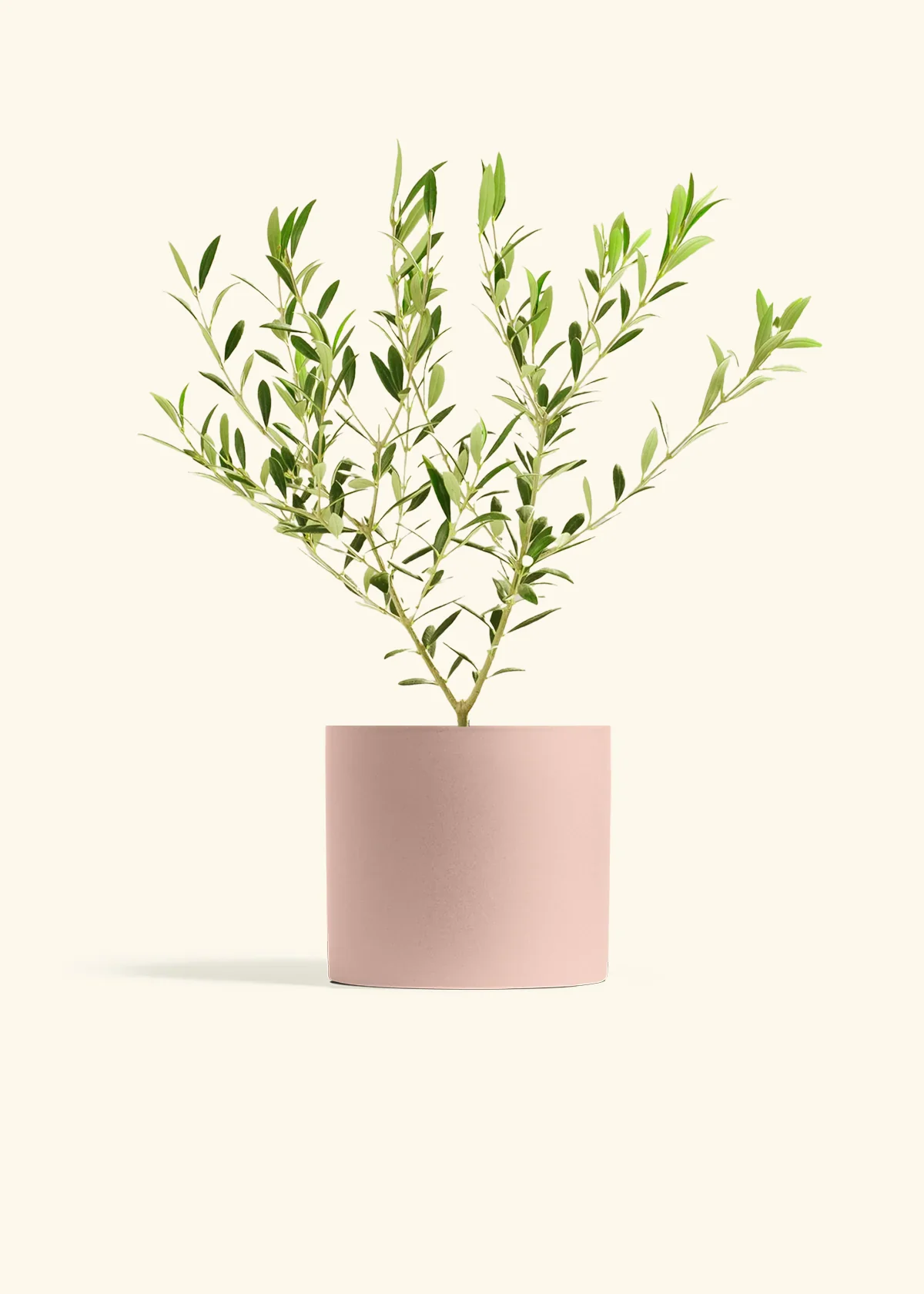 Indoor Olive Tree - Image 4