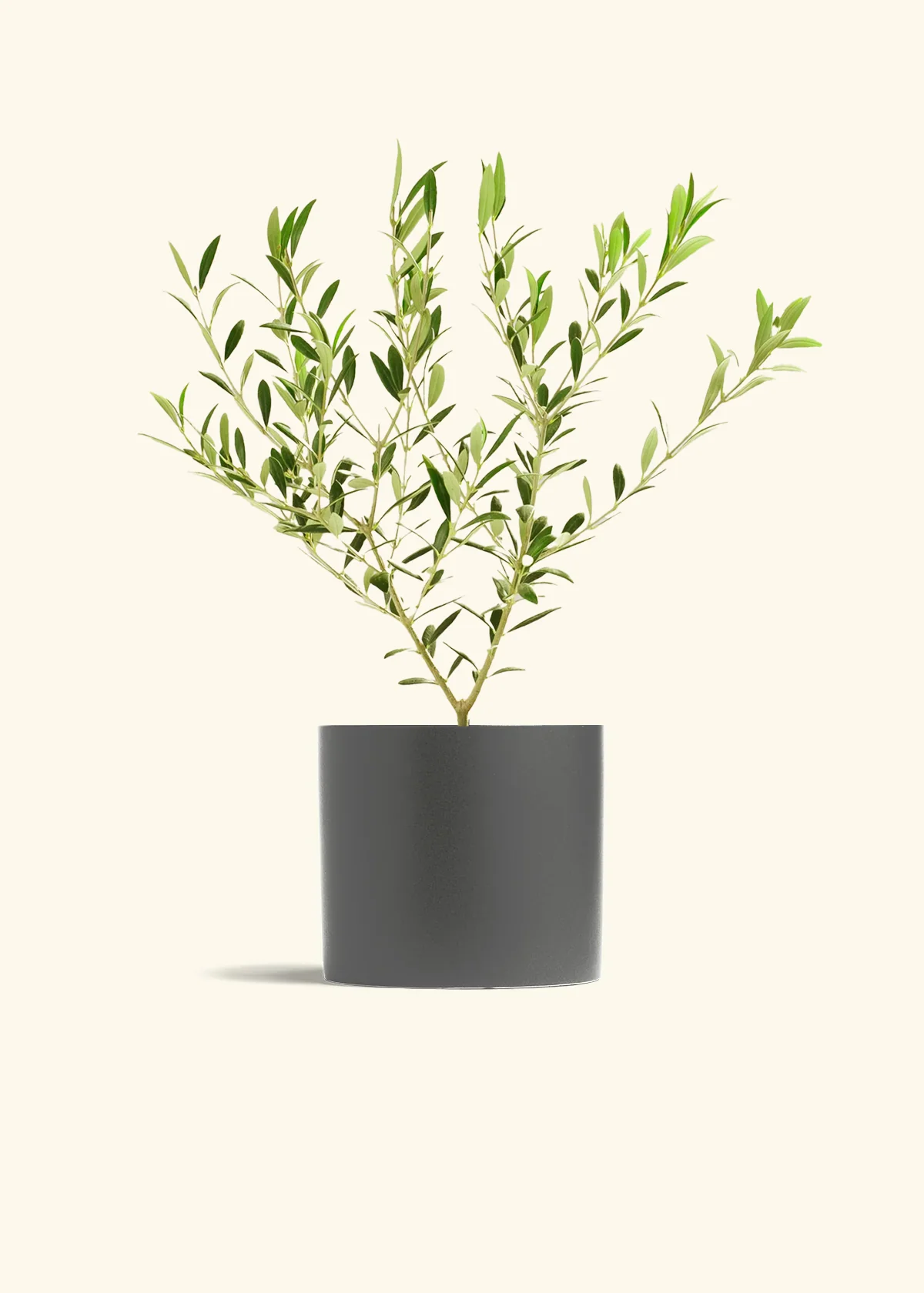 Indoor Olive Tree - Image 5
