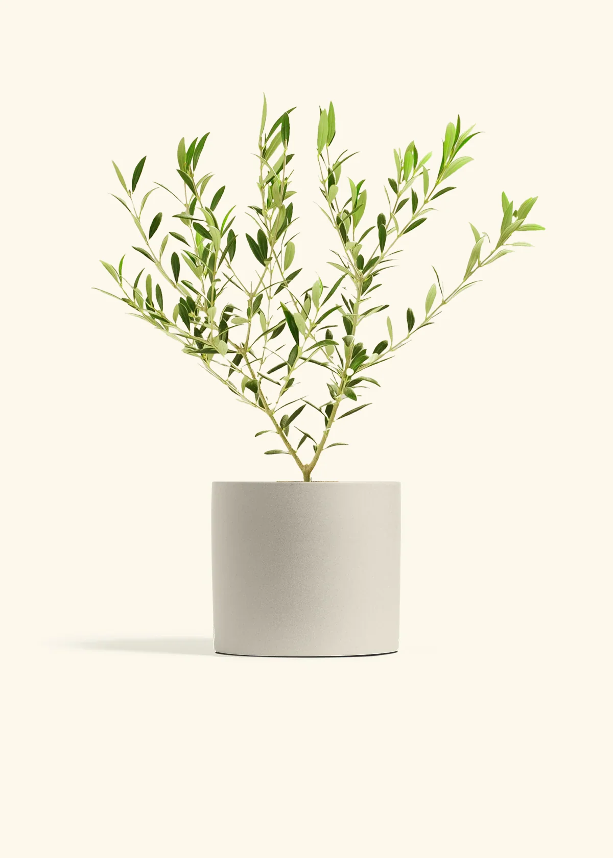 Indoor Olive Tree - Image 6