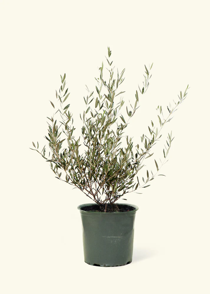 Indoor Olive Tree - Image 7