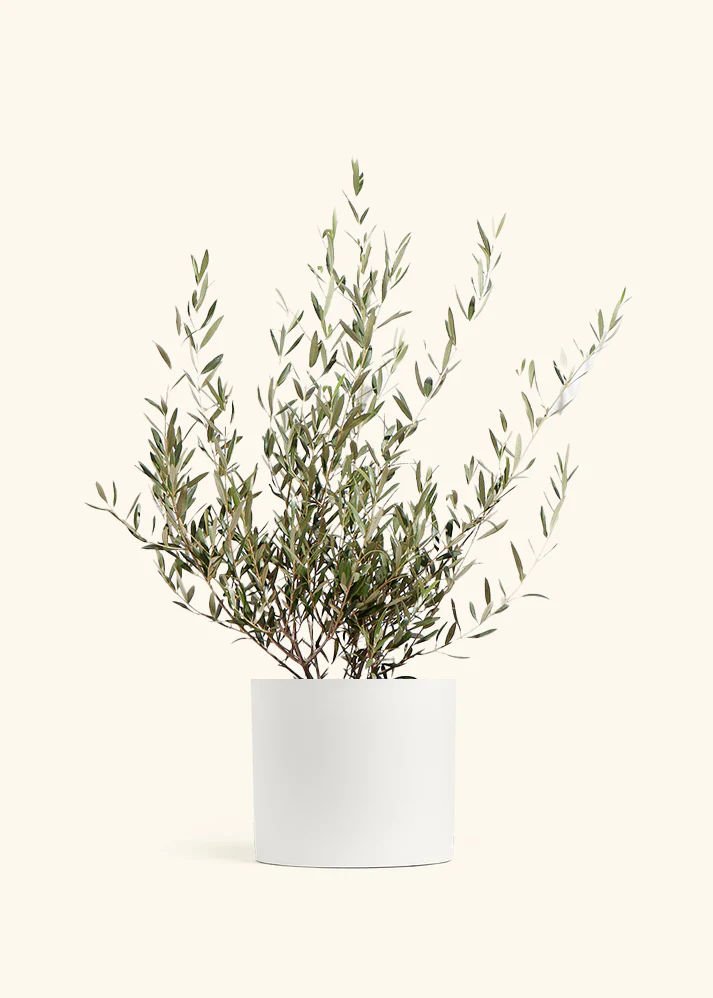 Indoor Olive Tree - Image 8