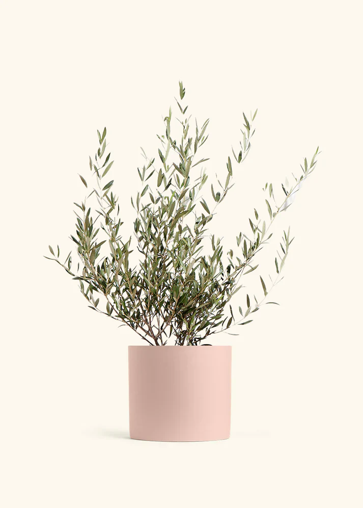 Indoor Olive Tree - Image 9