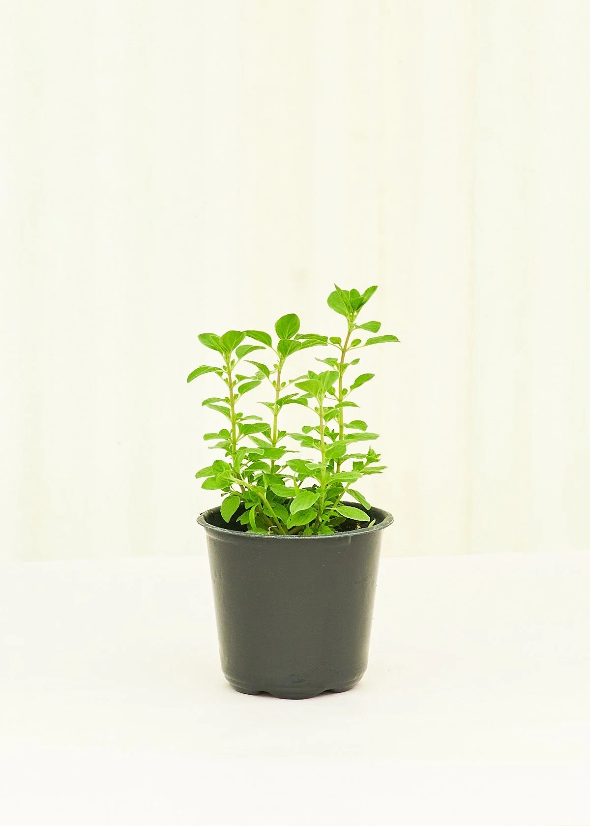 Oregano, 4 pack - Image 2
