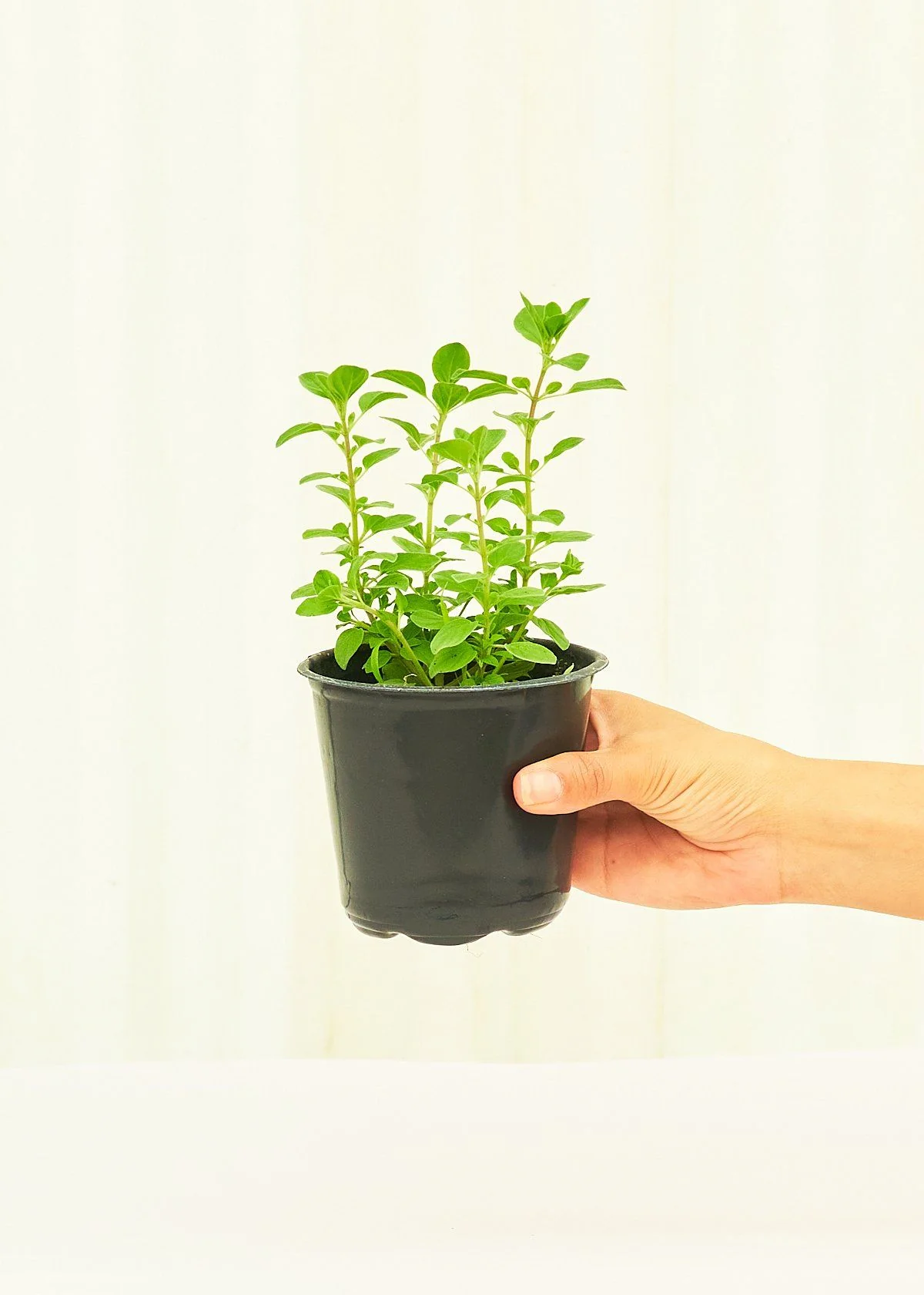Oregano, 4 pack - Image 3