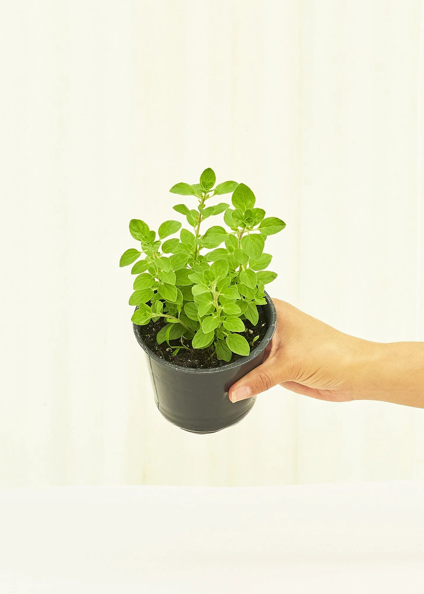Oregano, 4 pack - Image 4
