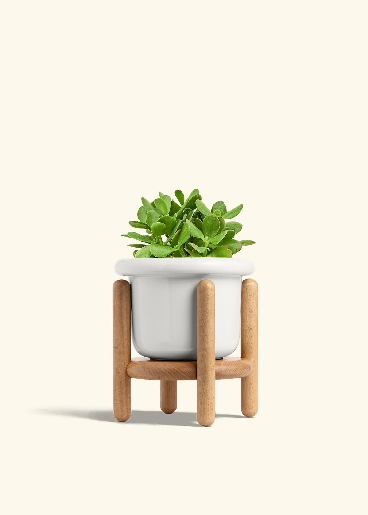 Jade Plant - Image 11
