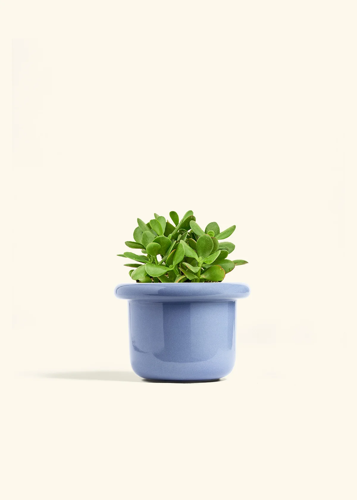 Jade Plant - Image 12