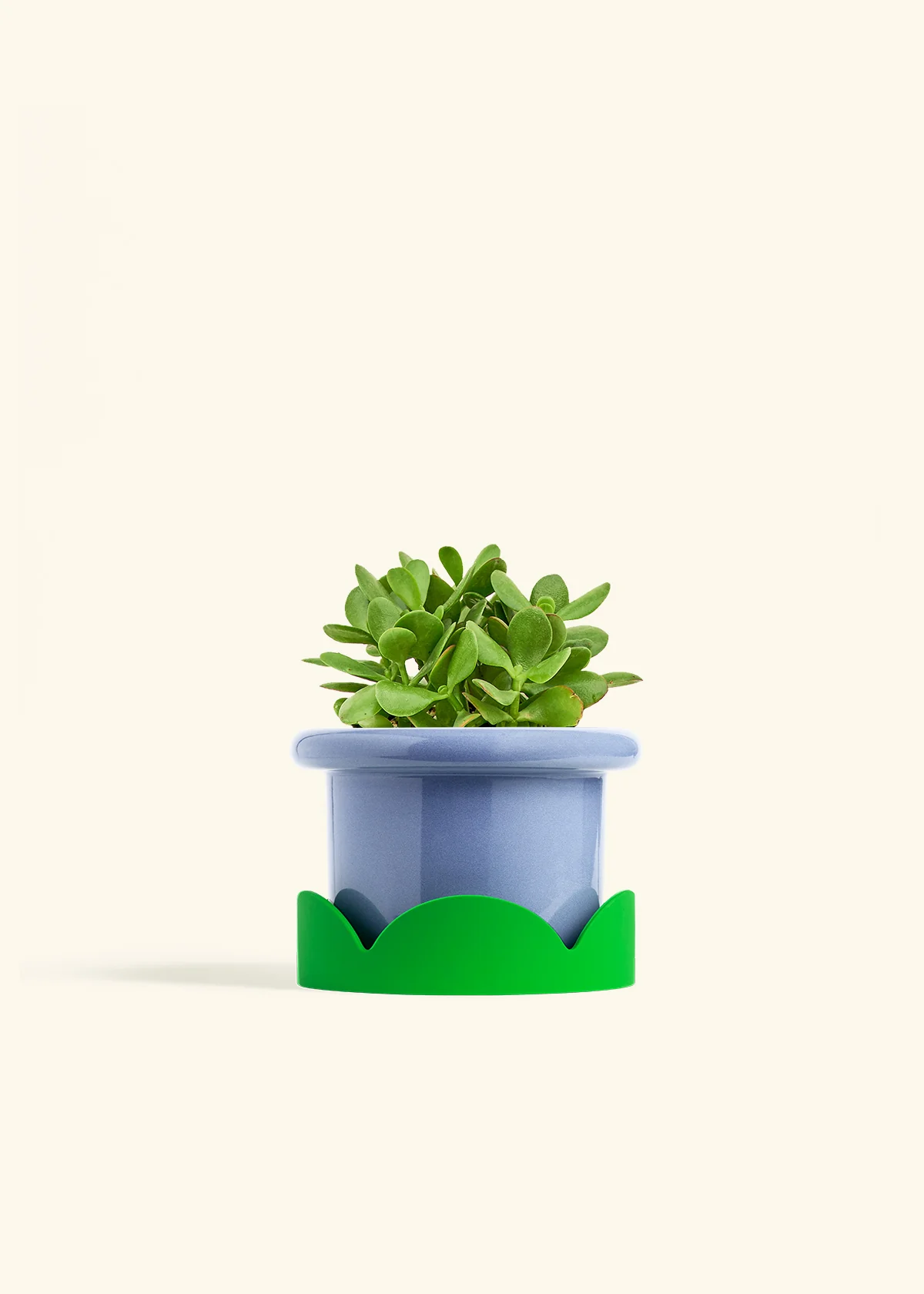Jade Plant - Image 13
