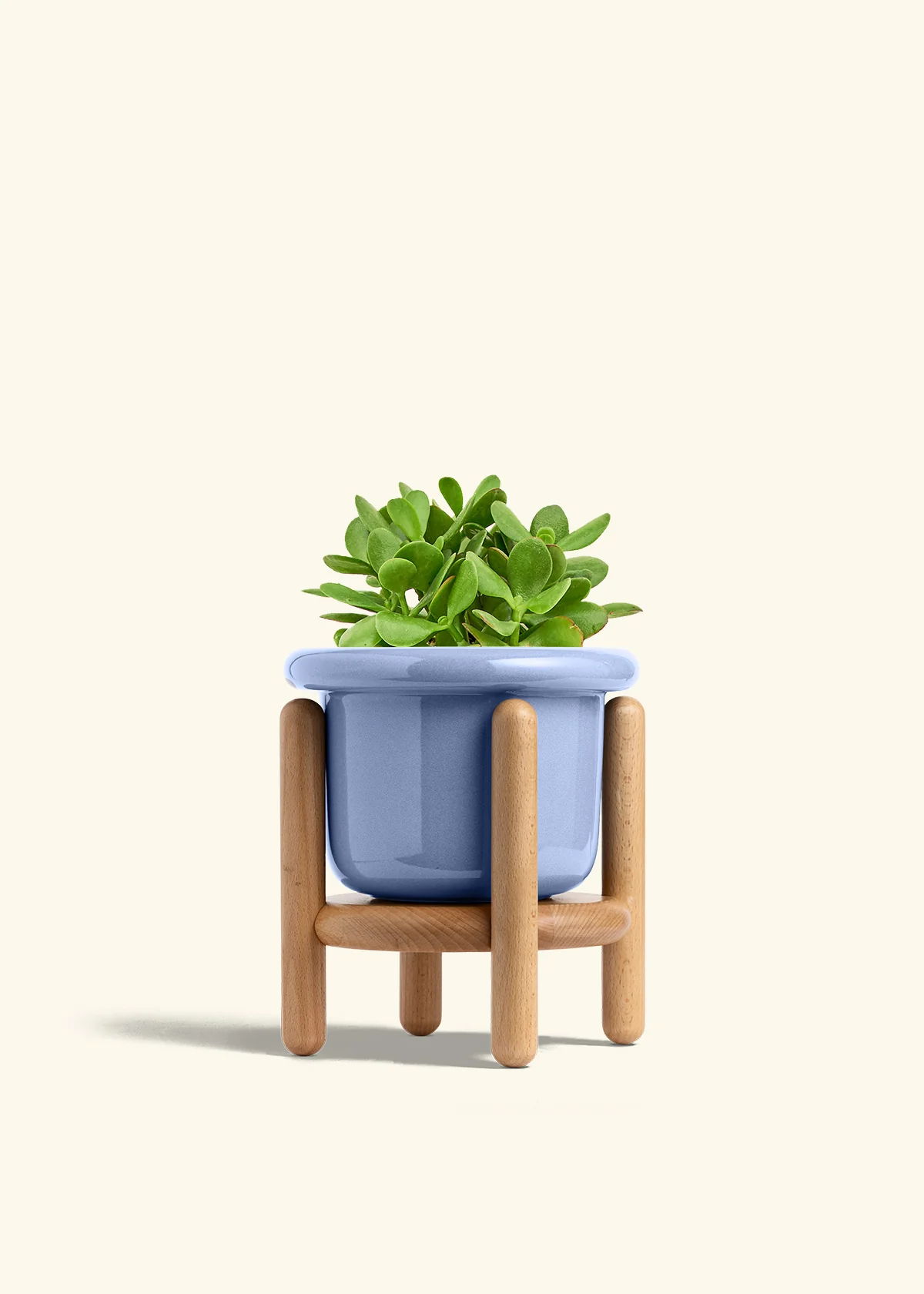 Jade Plant - Image 14