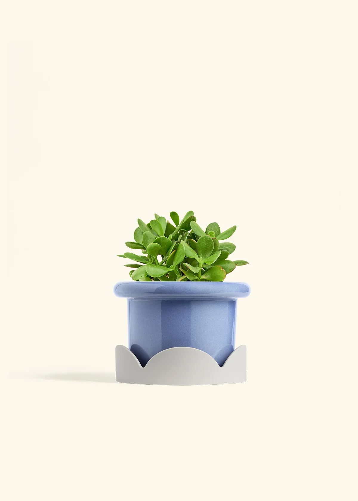 Jade Plant - Image 15