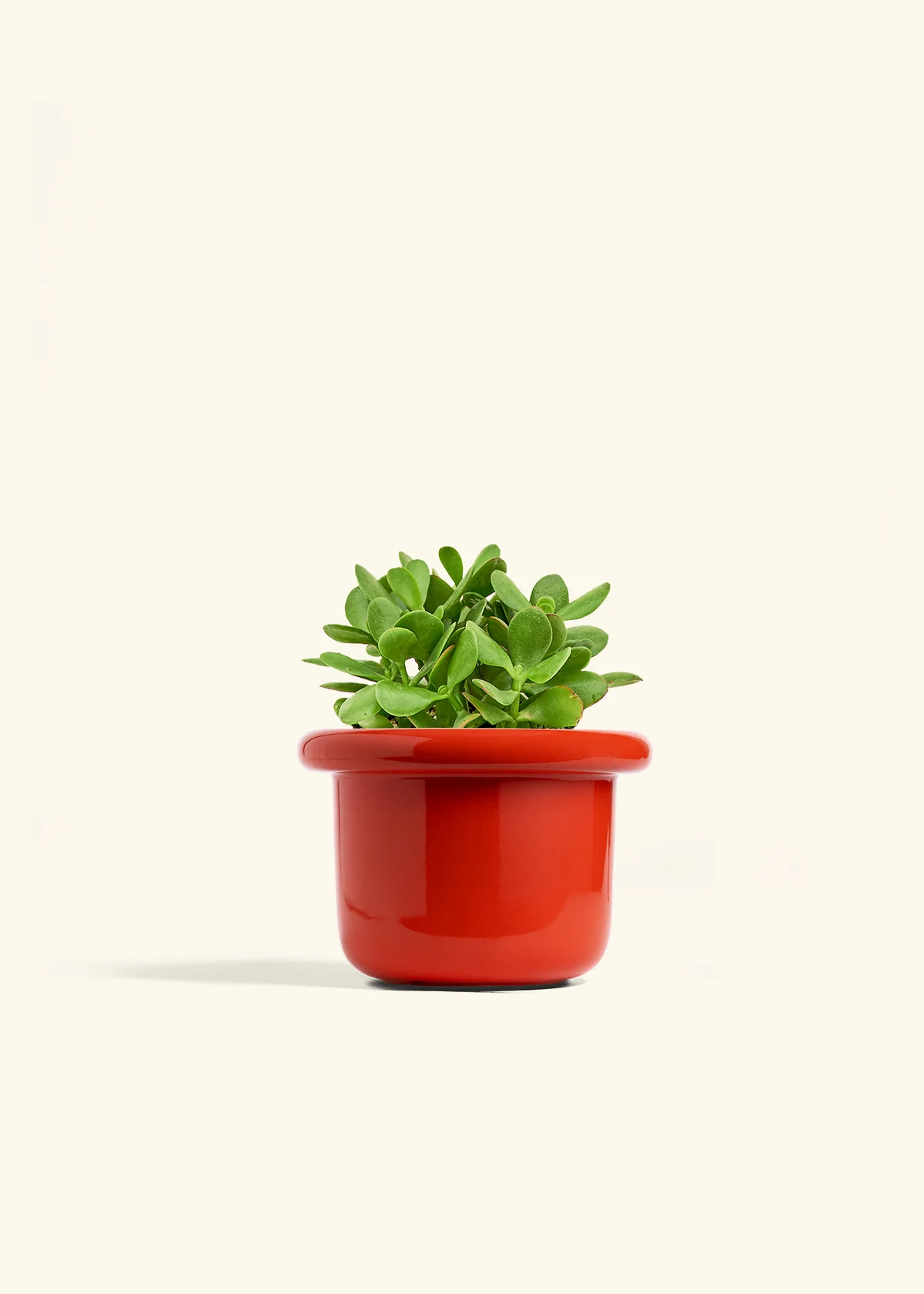 Jade Plant - Image 16